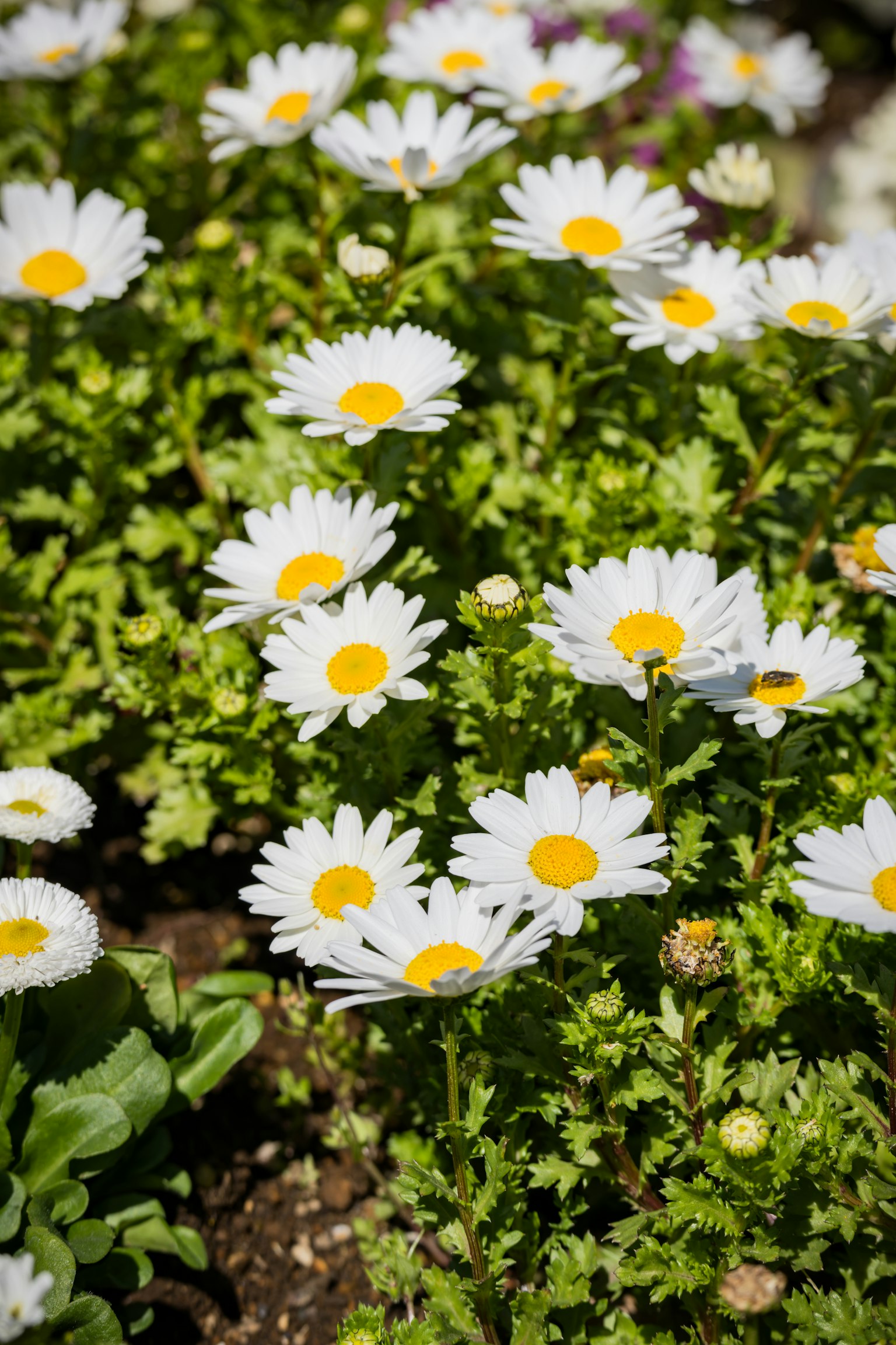 Gänseblümchen mit weißen Blütenblättern und gelben Zentren blühen in einem grünen Garten