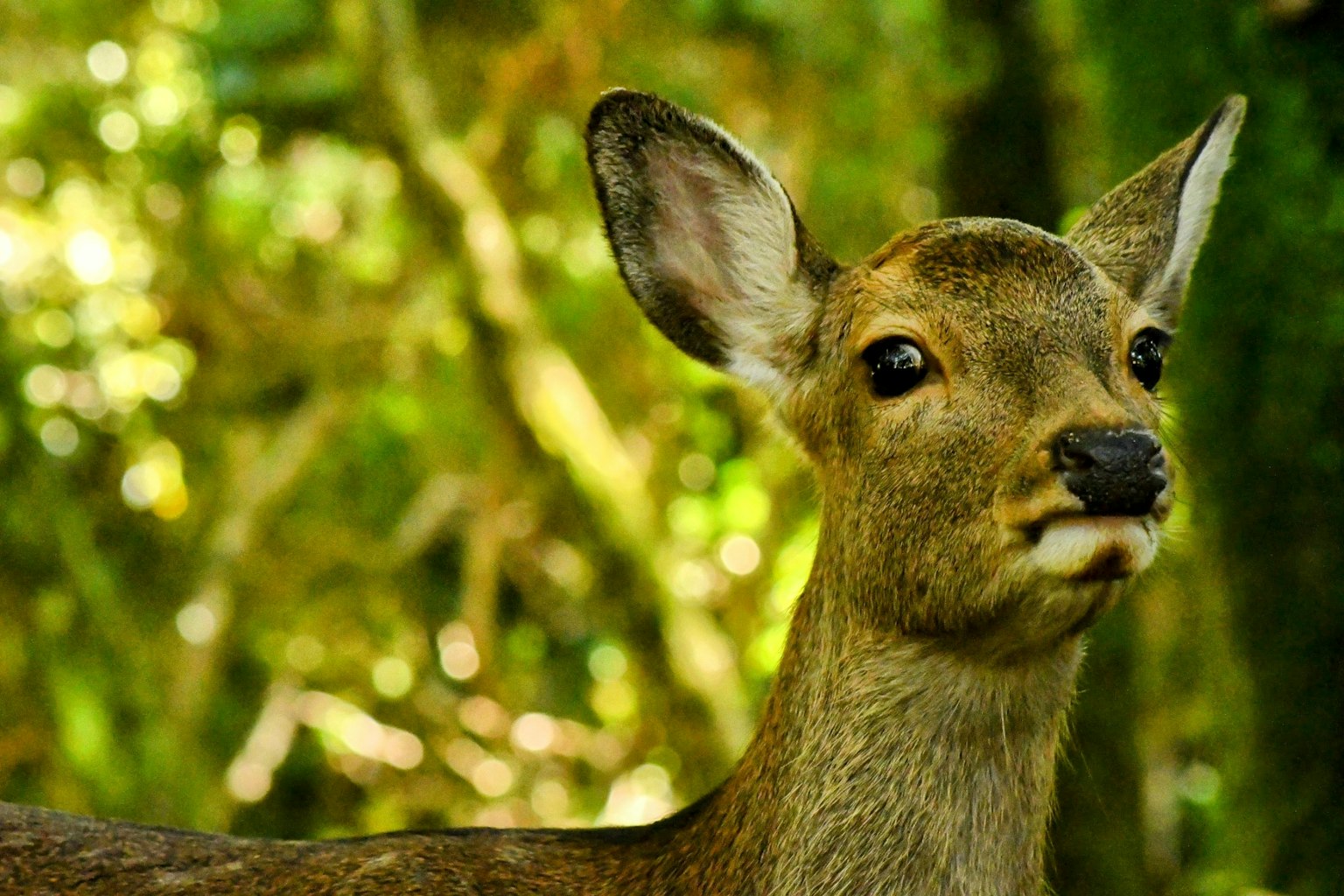 Close-up of a young deer against a green background