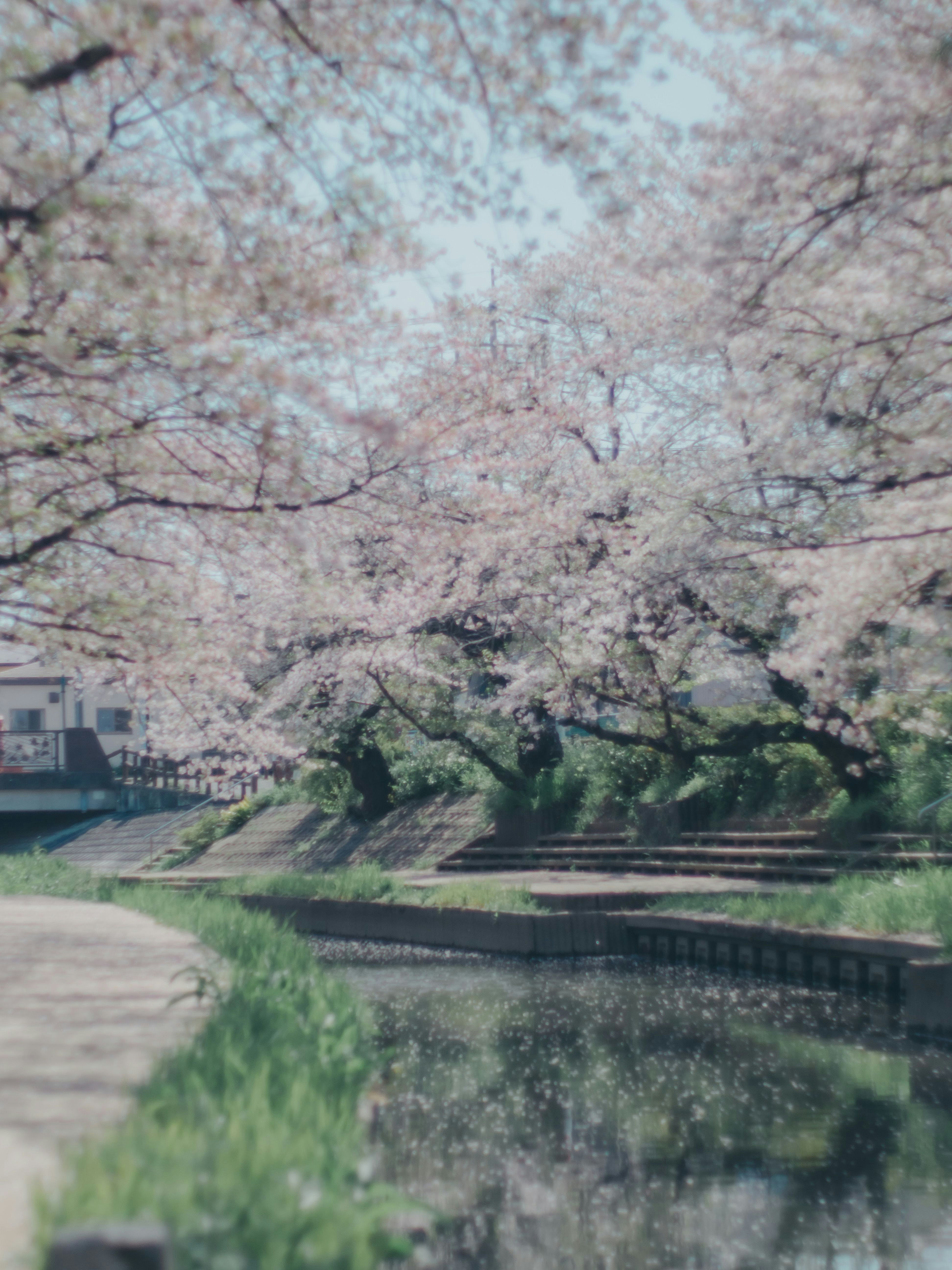 桜並木と小川のあるのどかな散歩道