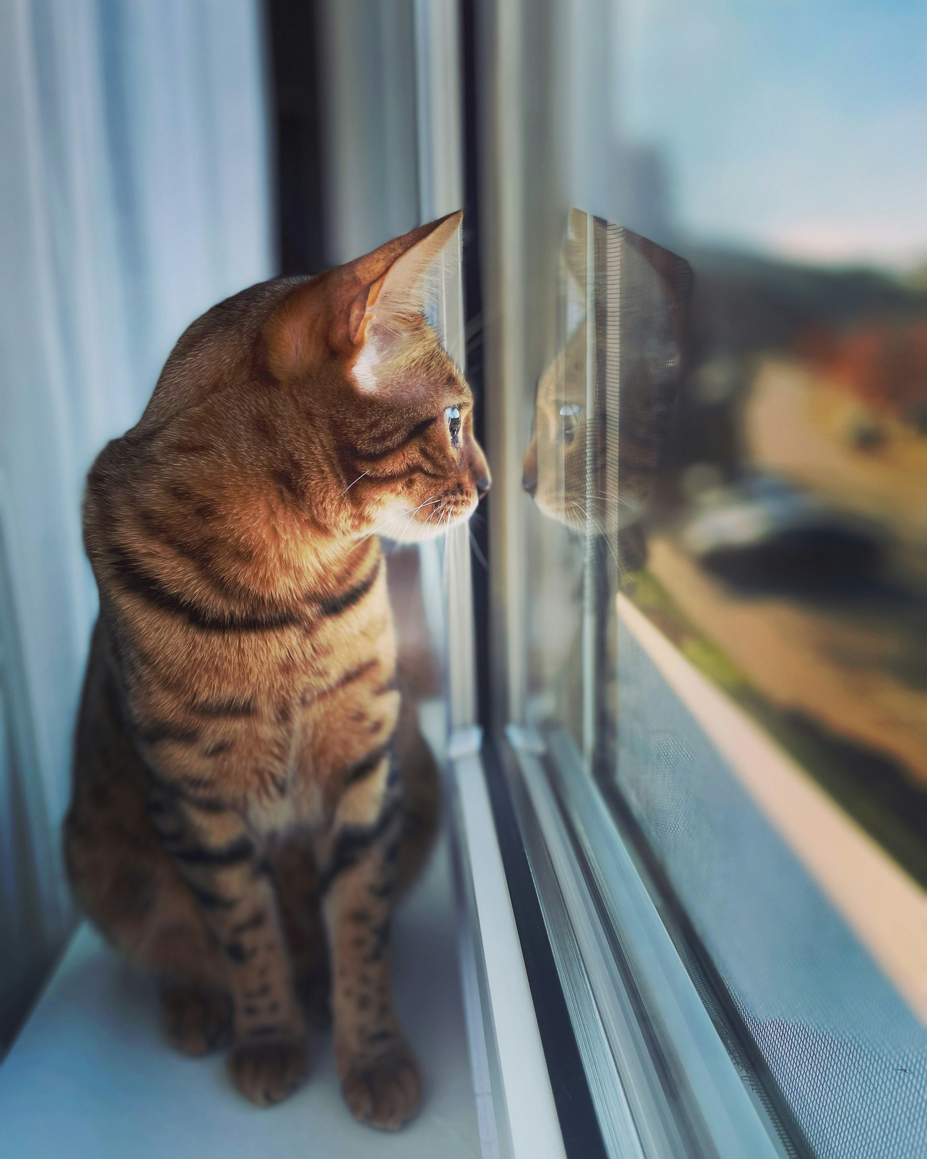 窓辺で外を見つめる茶トラの猫