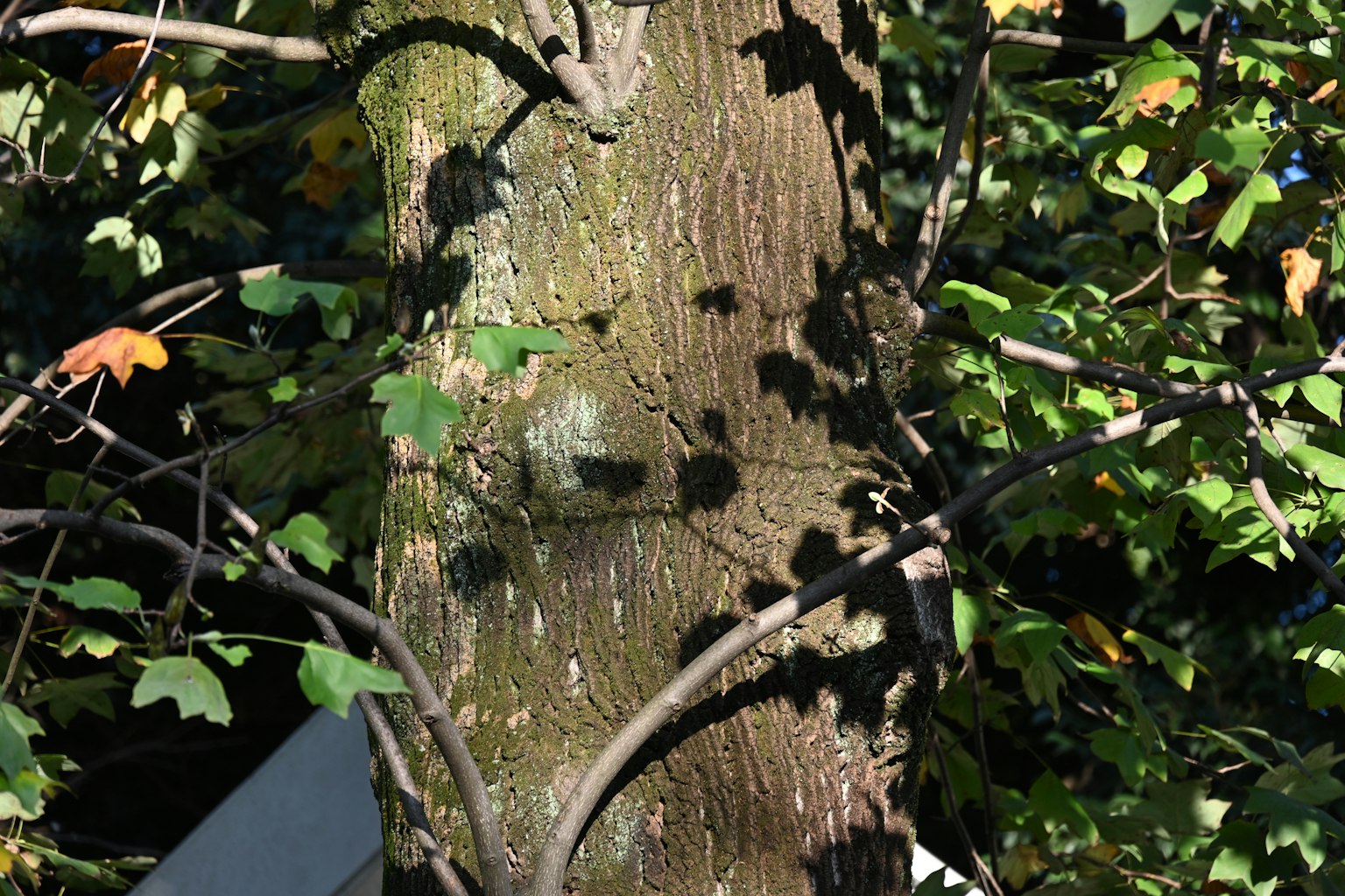 Tronc d'arbre avec des feuilles vertes dans un cadre naturel