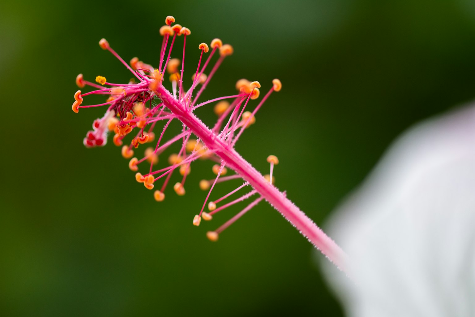 Pink flower stamen with orange pollen on a blurred green background