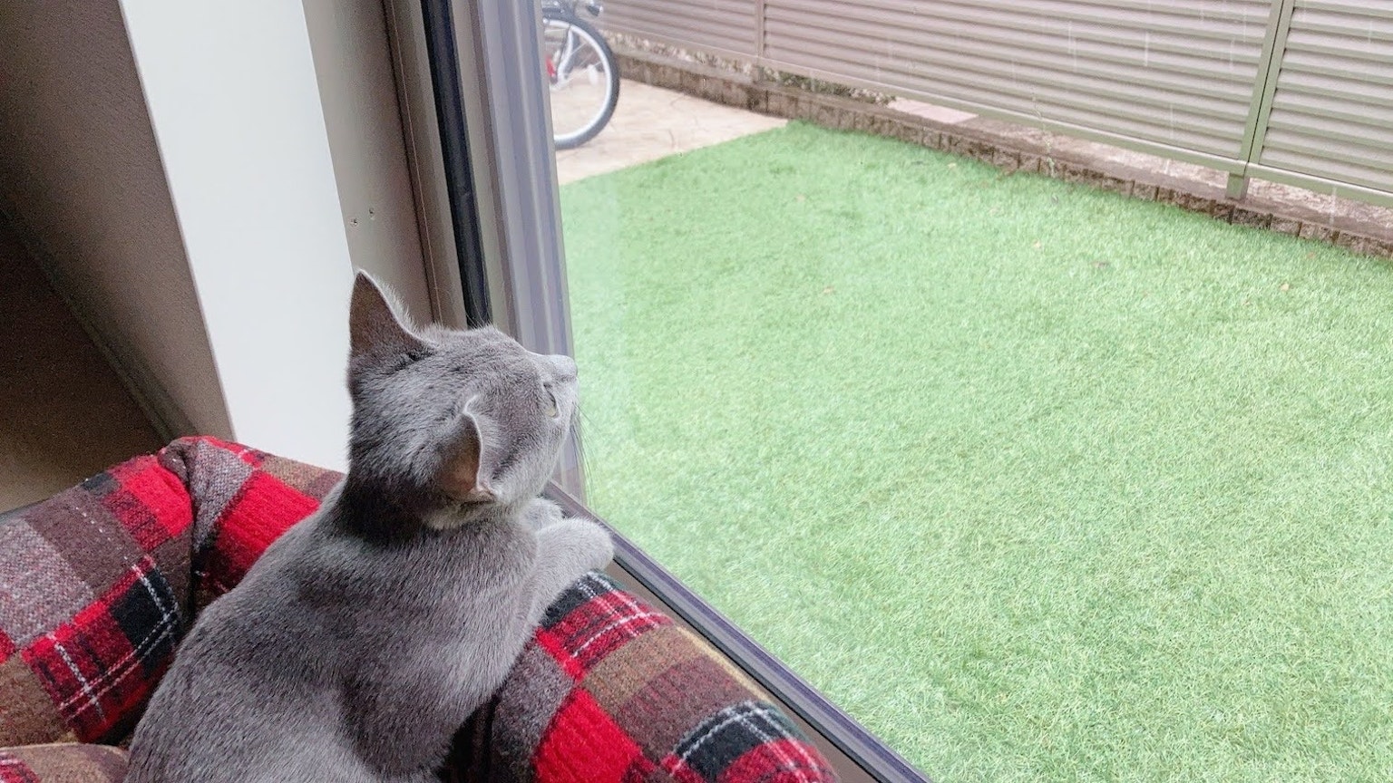 Gray cat sitting by the window looking outside