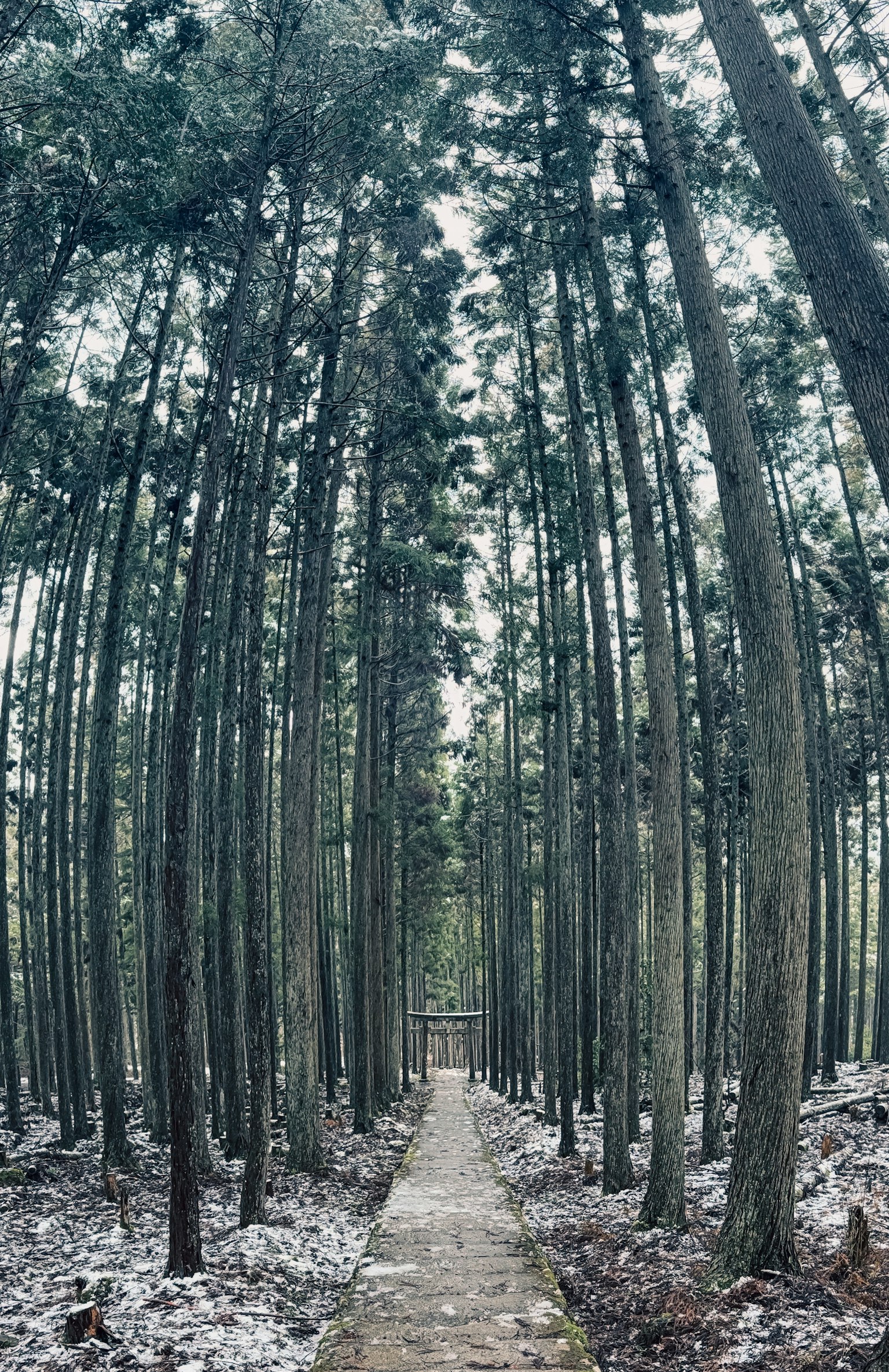 Jalan sempit di hutan dengan pohon tinggi dan ramping