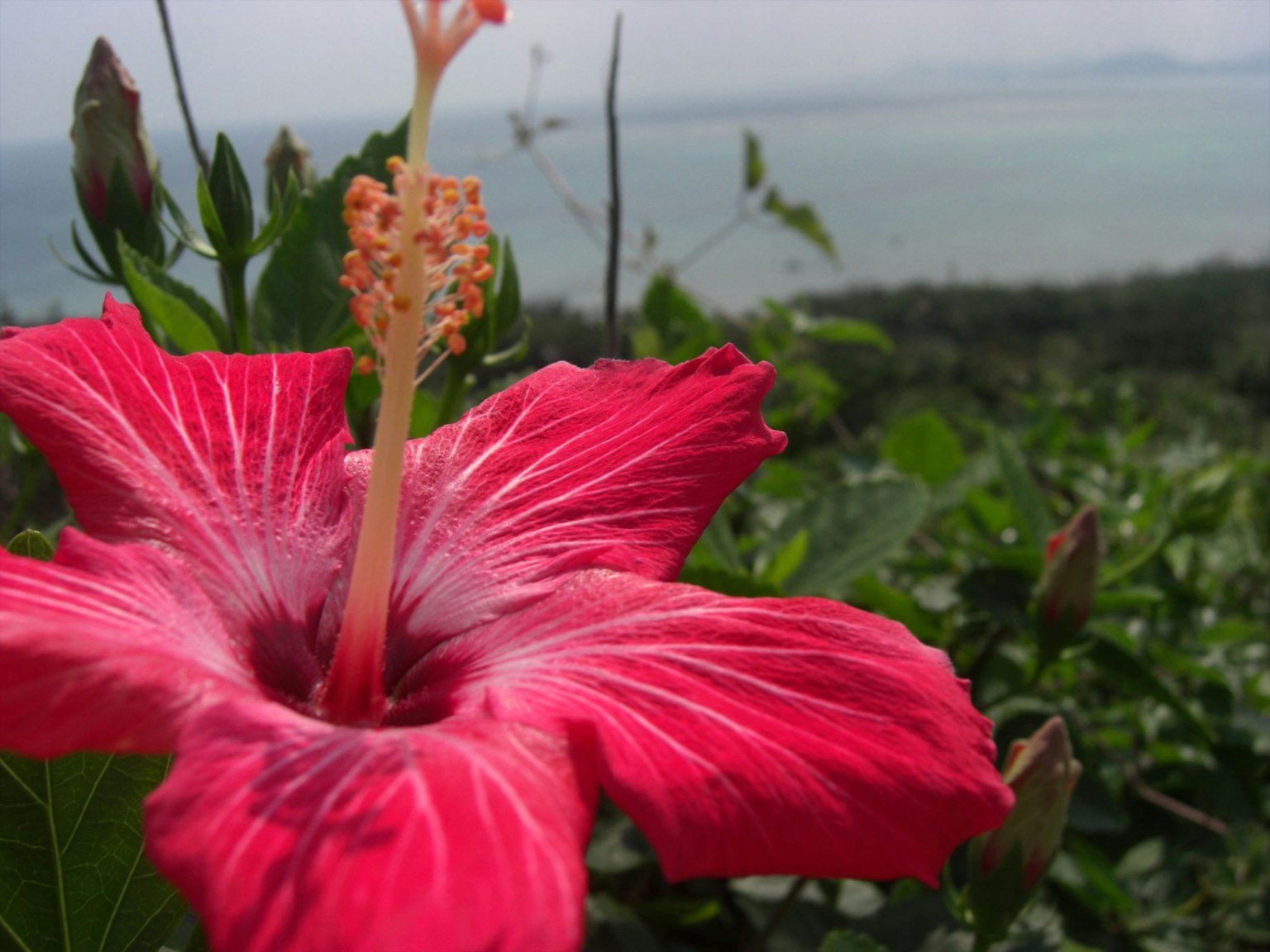 Fleur d'hibiscus rouge vif avec un arrière-plan d'océan bleu