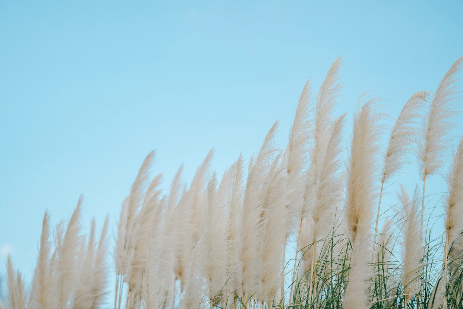 Cỏ pampas đung đưa dưới bầu trời xanh