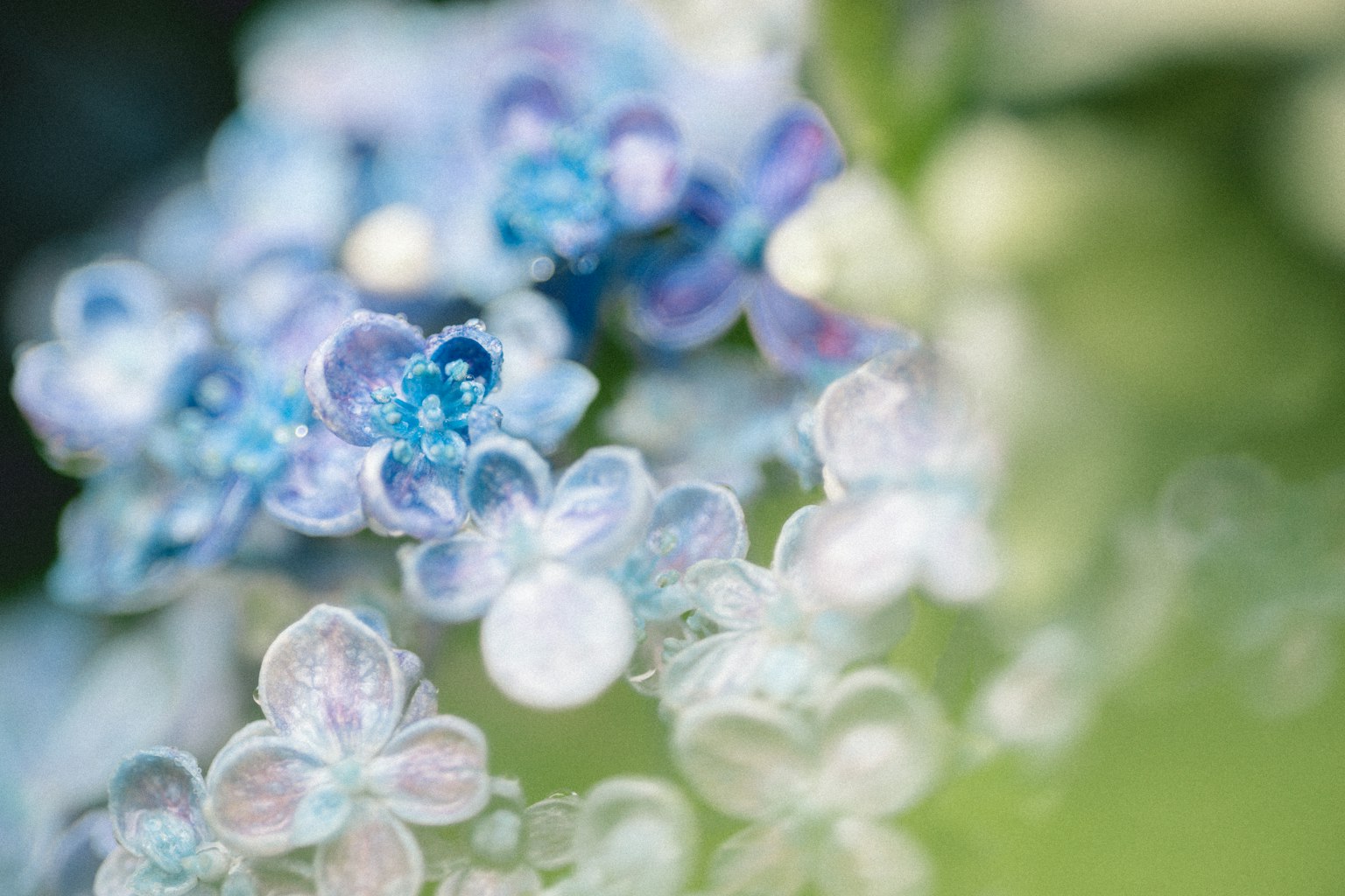Gros plan de fleurs délicates bleues et violettes sur une plante