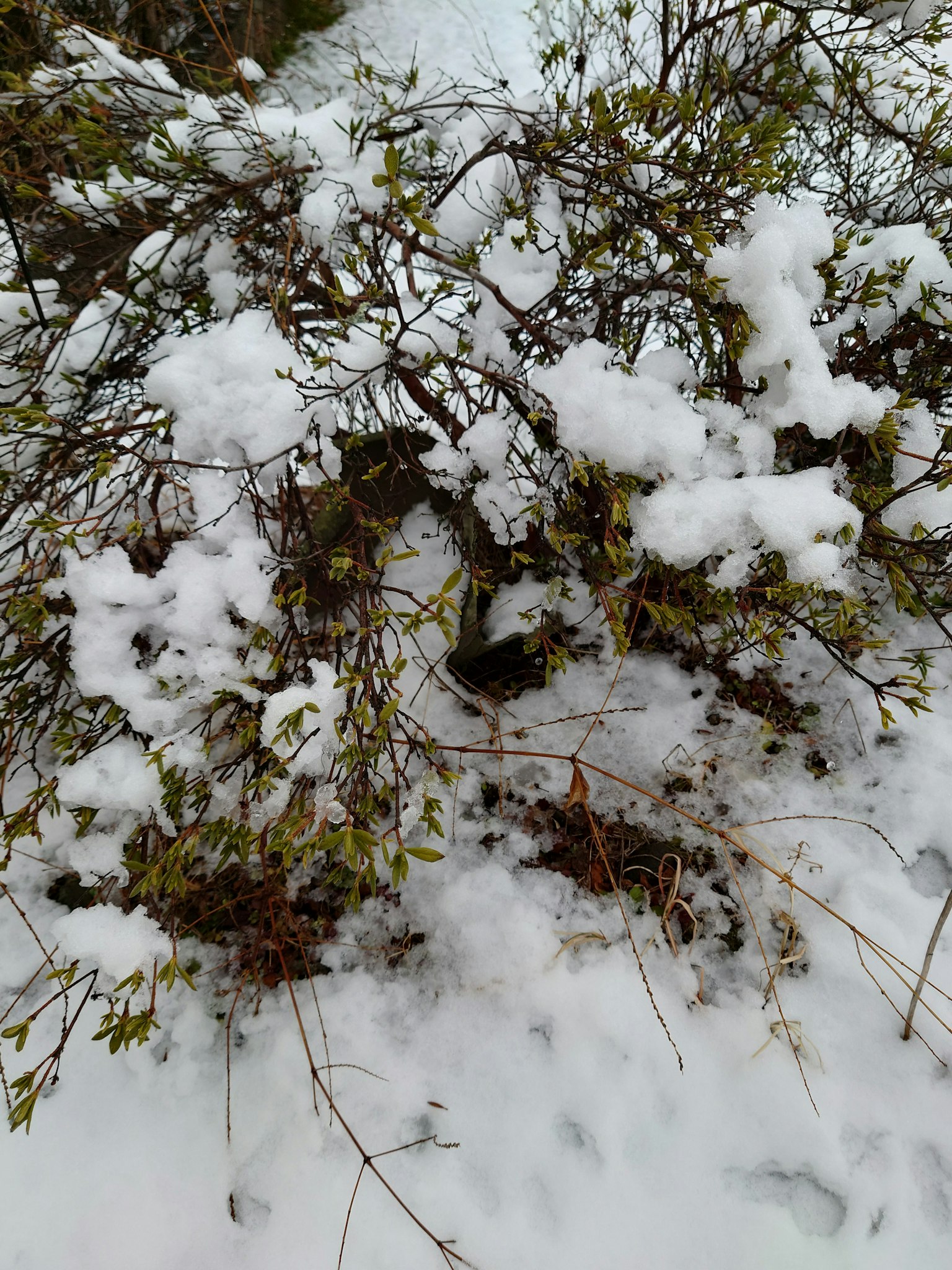 Arbuste recouvert de neige avec des feuilles vertes