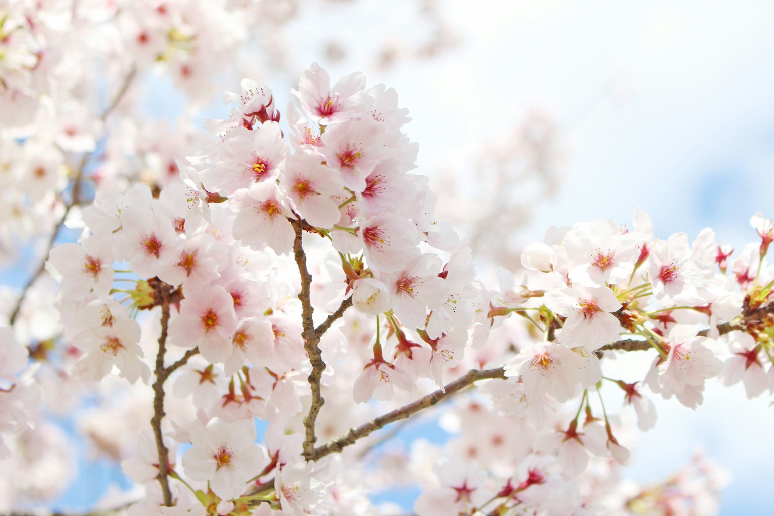Beautiful cherry blossom flowers blooming under a blue sky