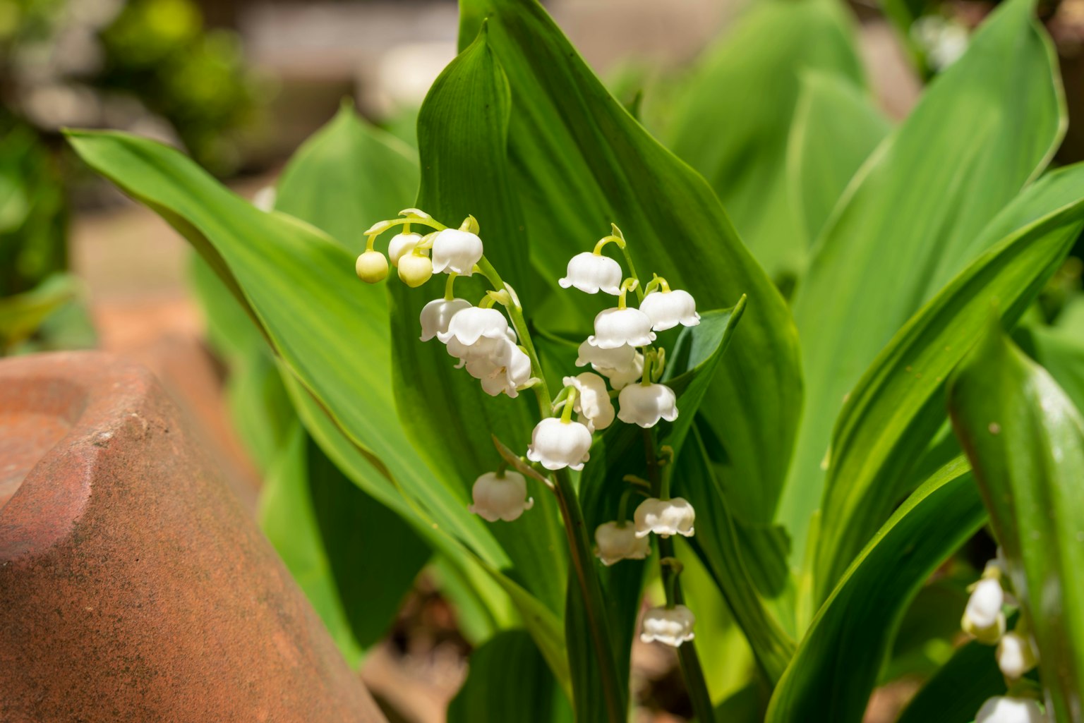 Flores blancas en forma de campana que florecen entre hojas verdes