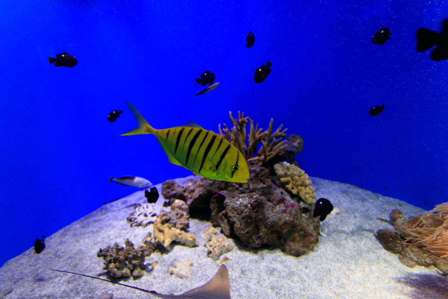 Yellow striped fish swimming in a blue aquarium with black fish