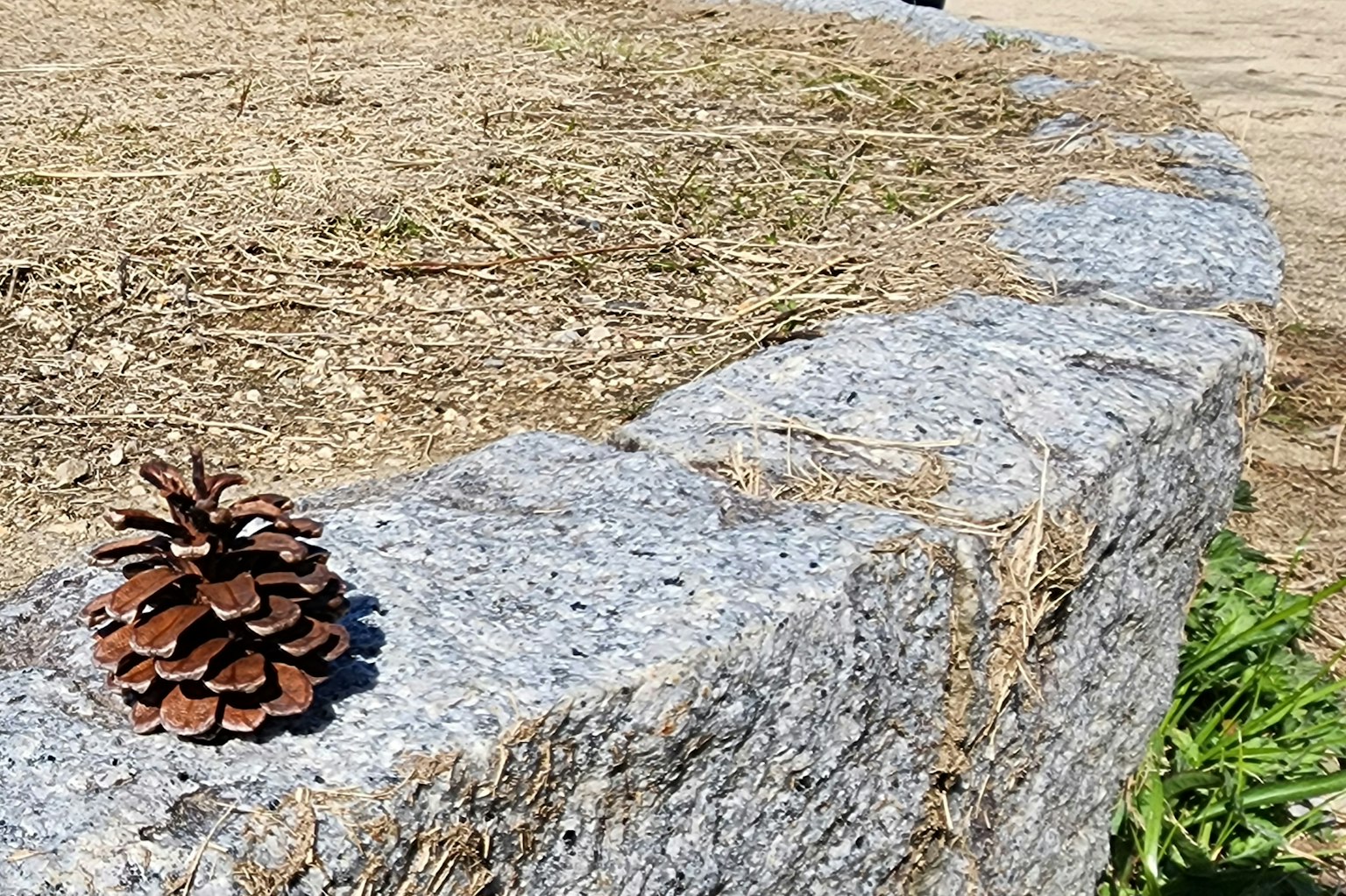 솔방울이 놓인 돌담과 마른 풀 배경