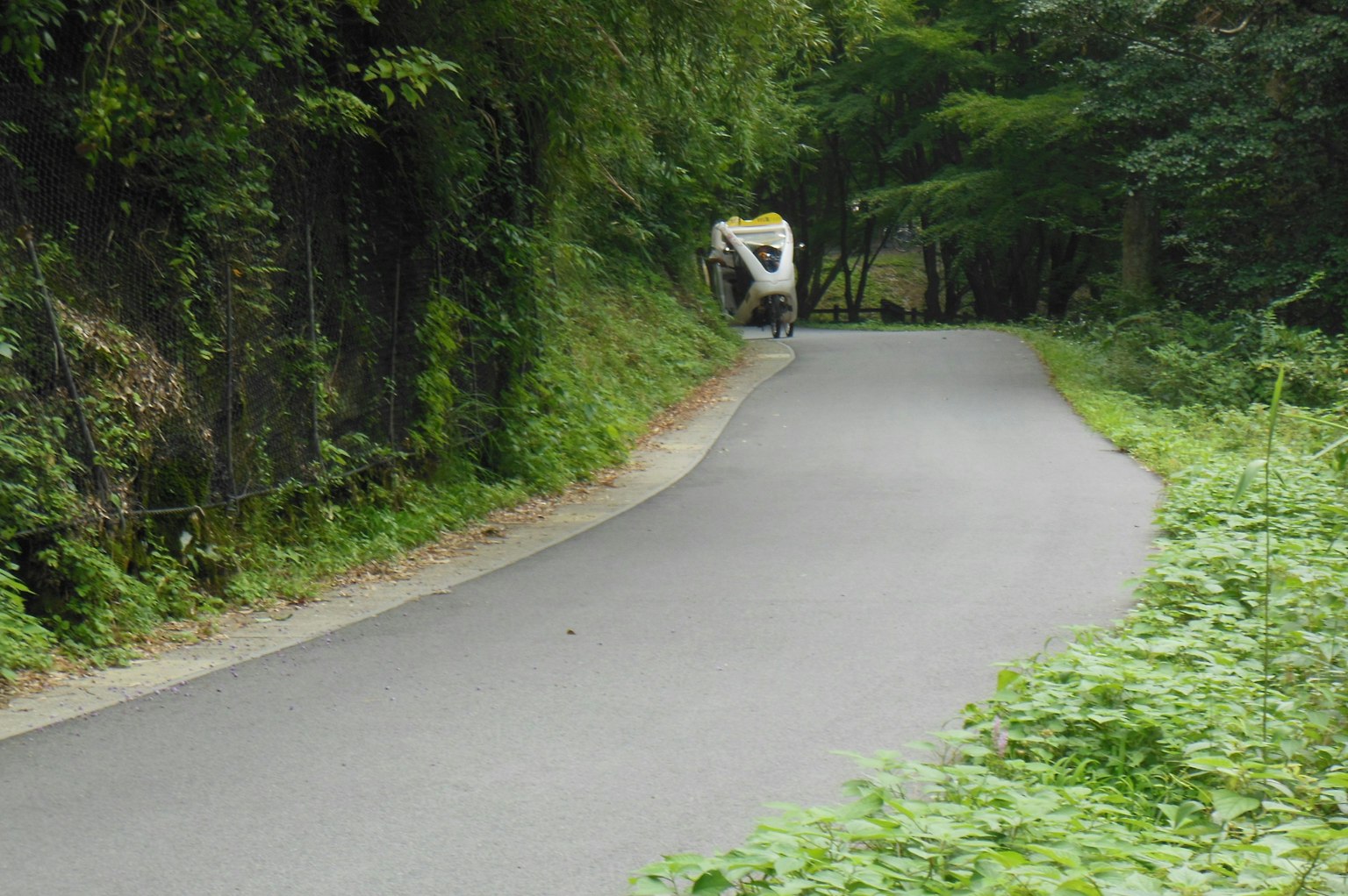 被绿树环绕的弯曲道路和骑自行车的人