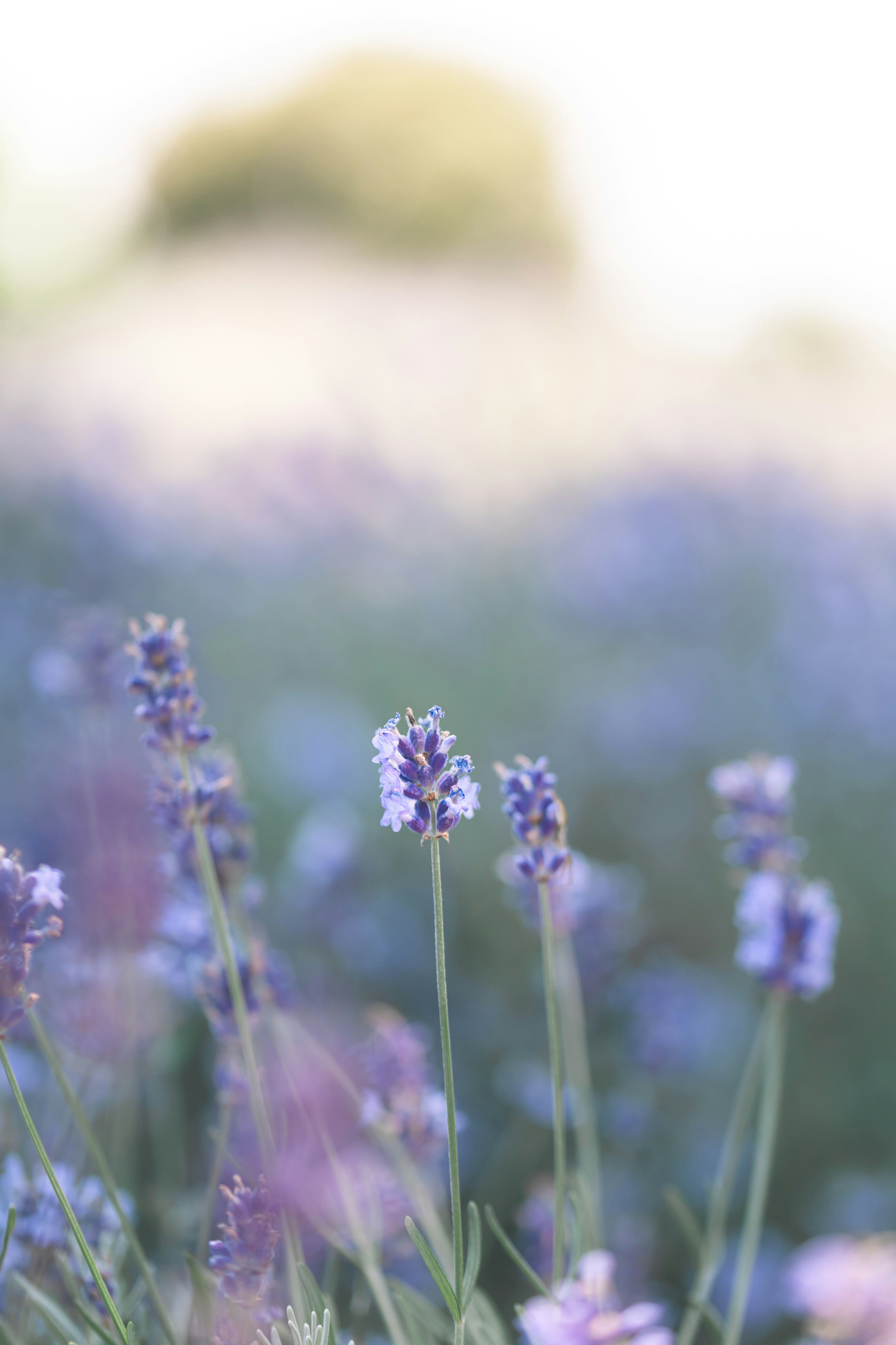 ラベンダーの花が咲く草むらのボケ背景