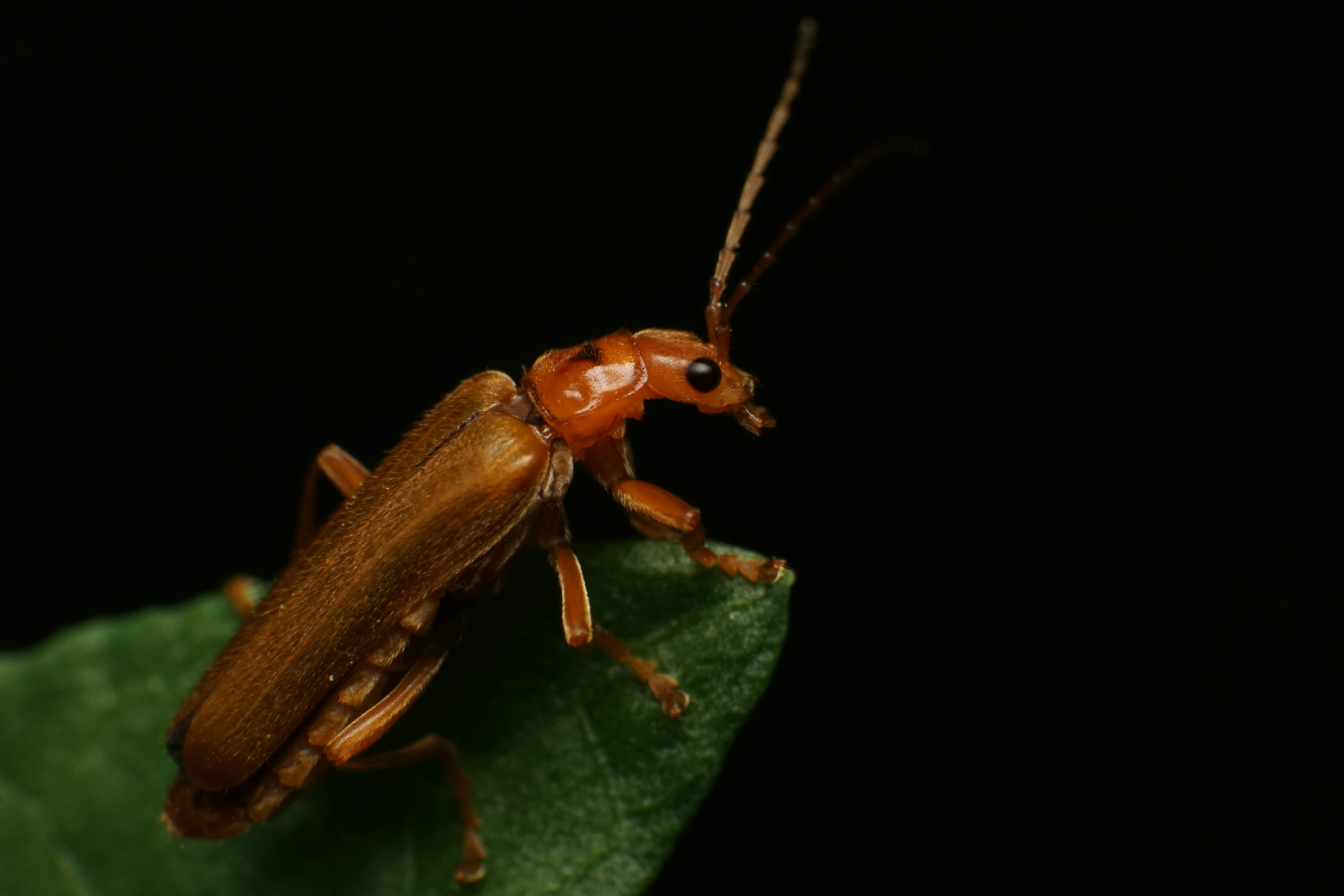 Soldier beetle (Lycocerus vitellinus) on a leaf