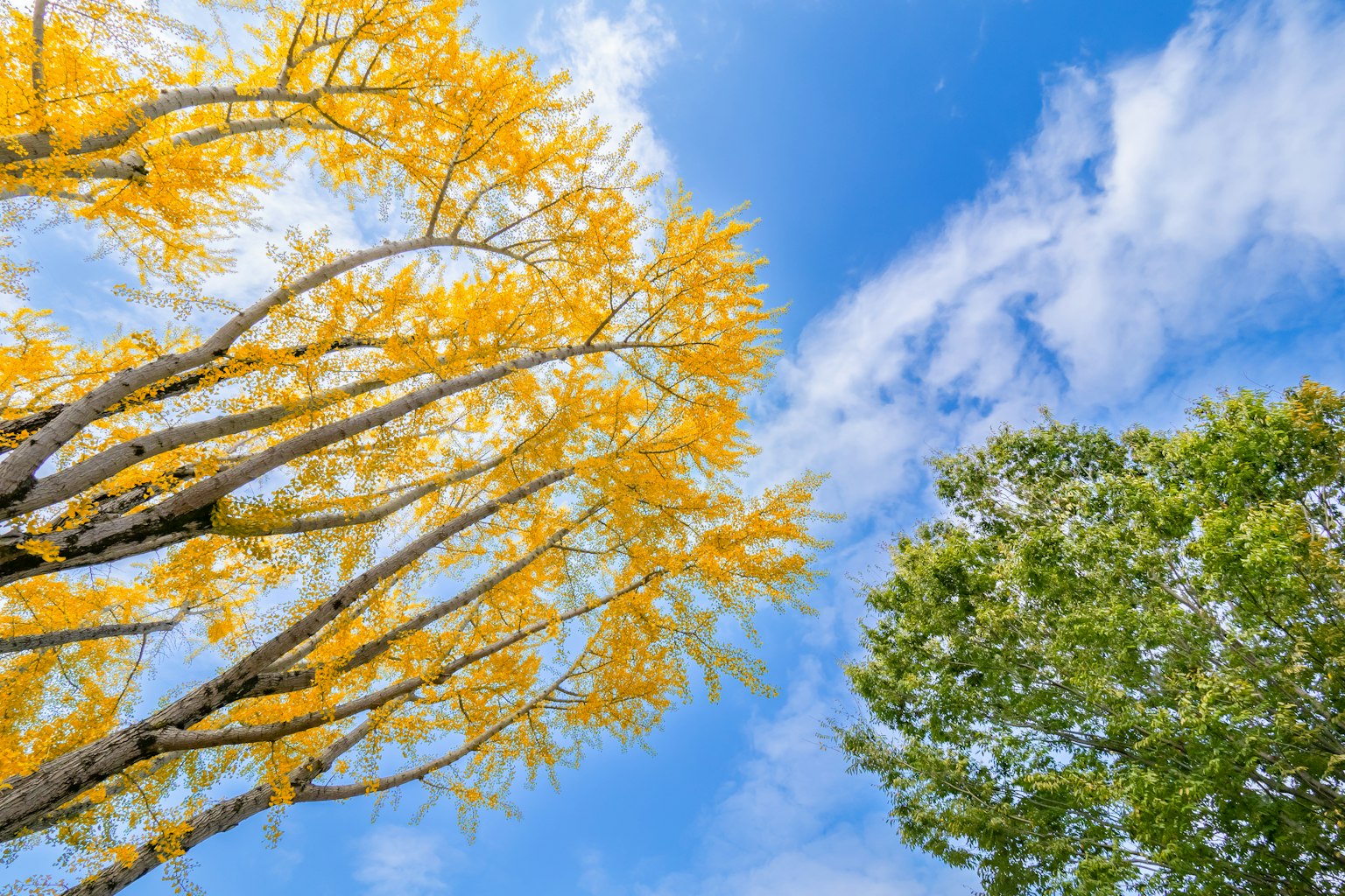 Yellow-leaved tree under a blue sky with white clouds and a green tree