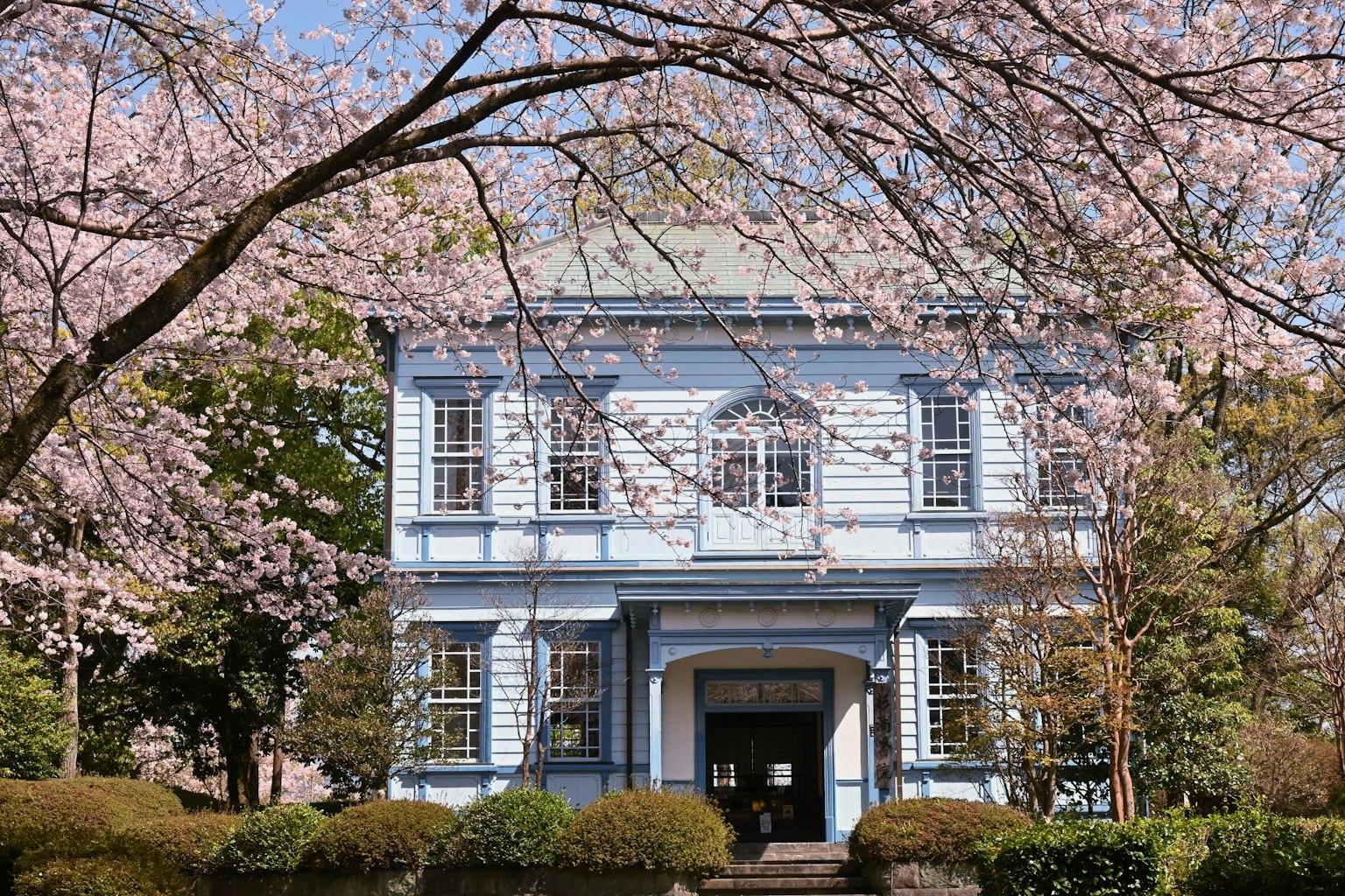 Edificio de fachada azul rodeado de árboles de cerezo en flor