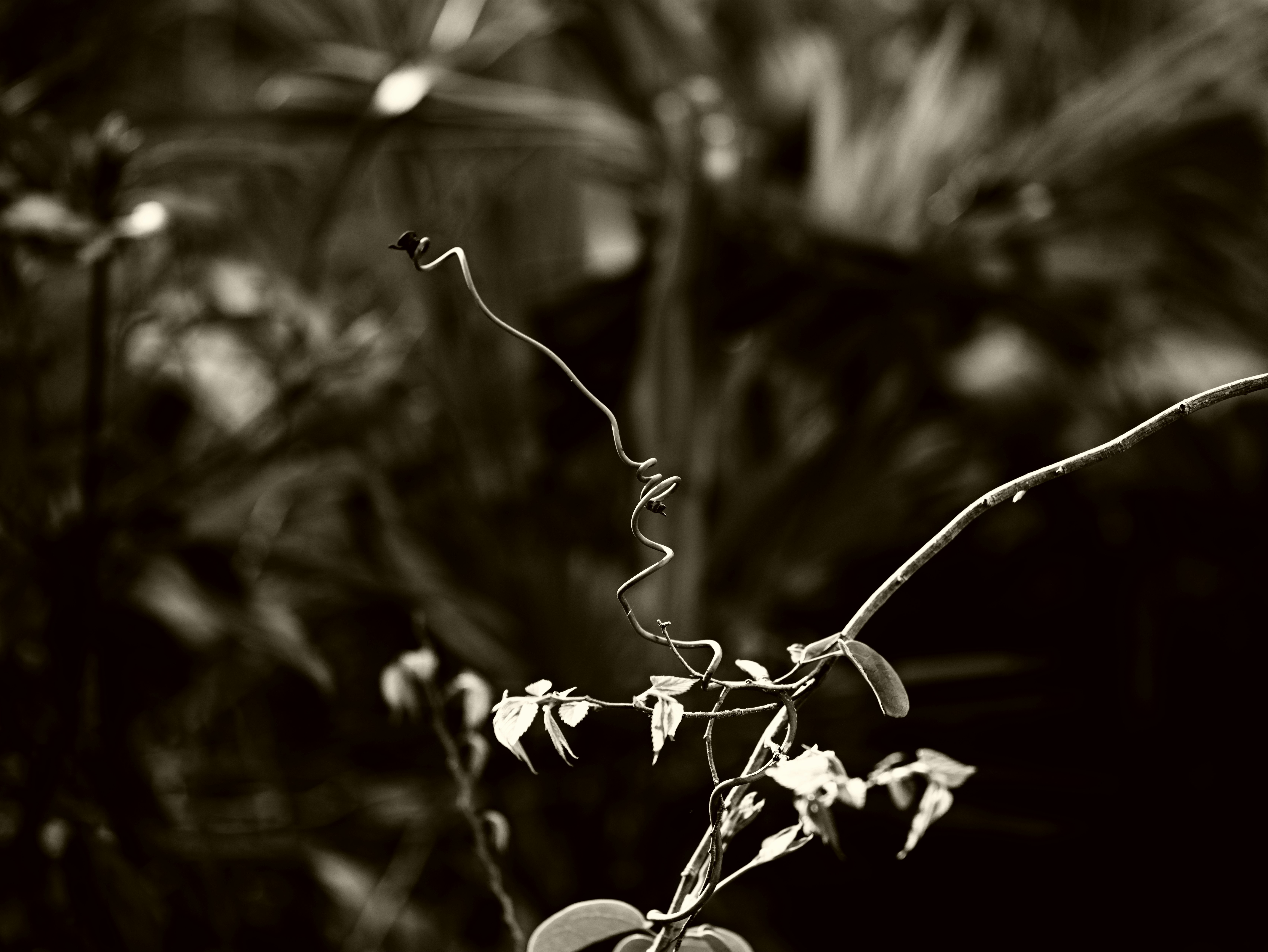 Gros plan d’une plante grimpante avec feuilles et petites fleurs