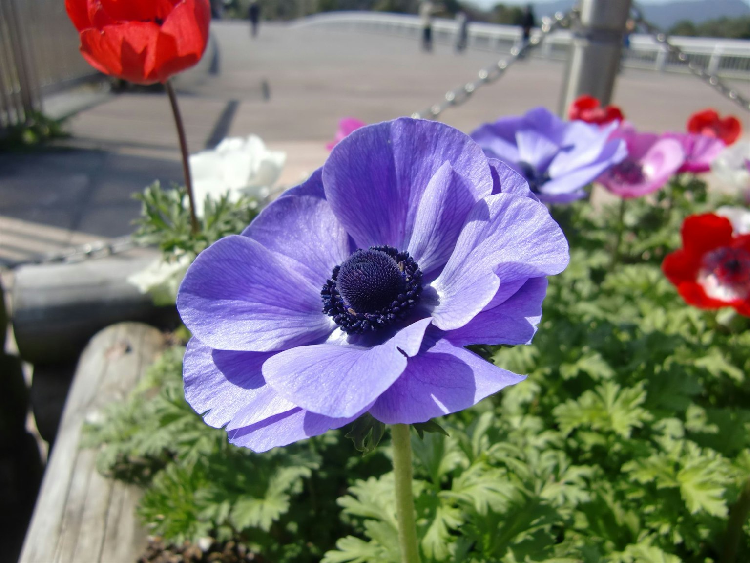 Una flor de anémona morada en flor con otras flores de fondo