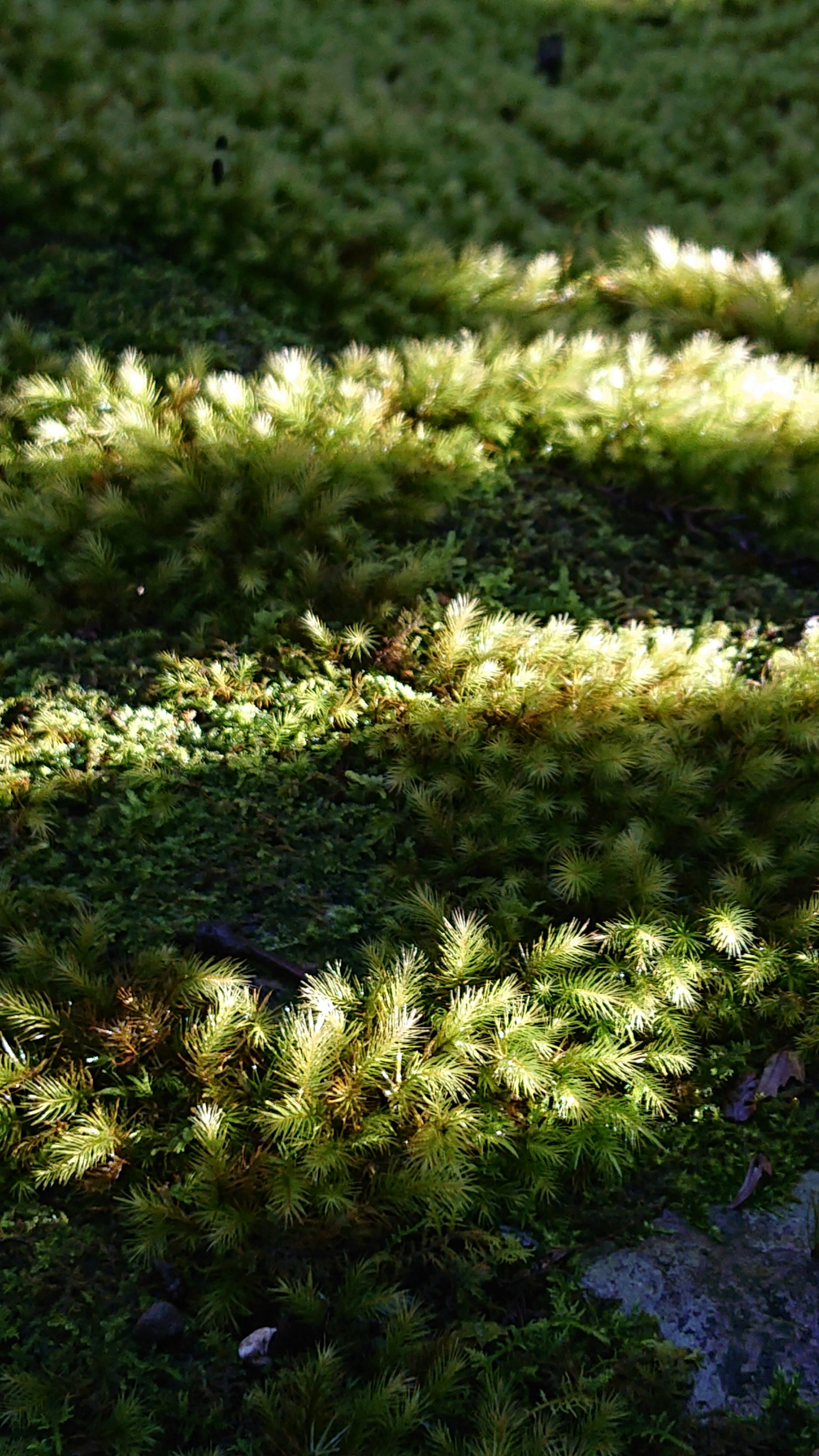 photo-LPoig58YN66D7iujMs5J-image