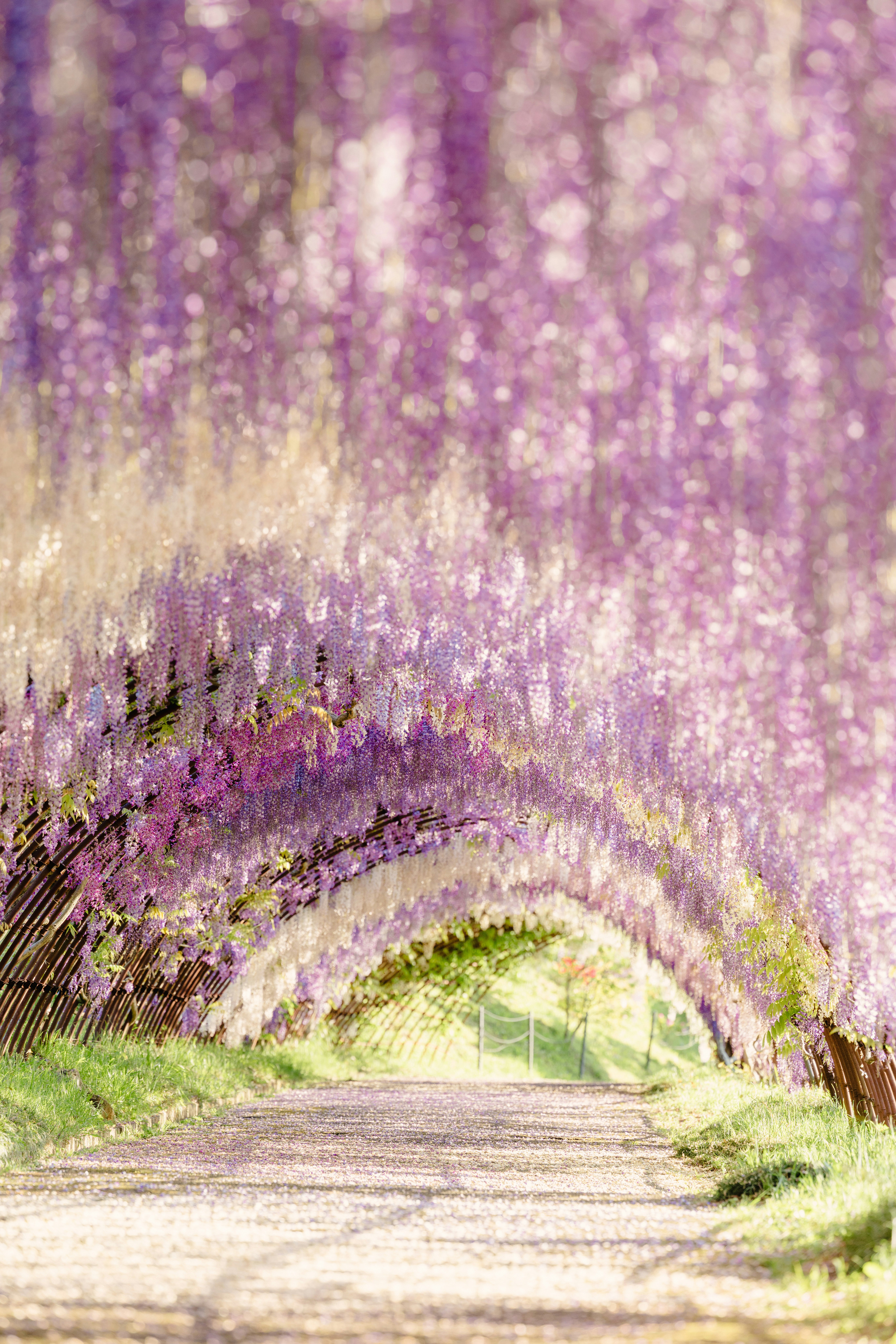 紫藤花廊下的小路