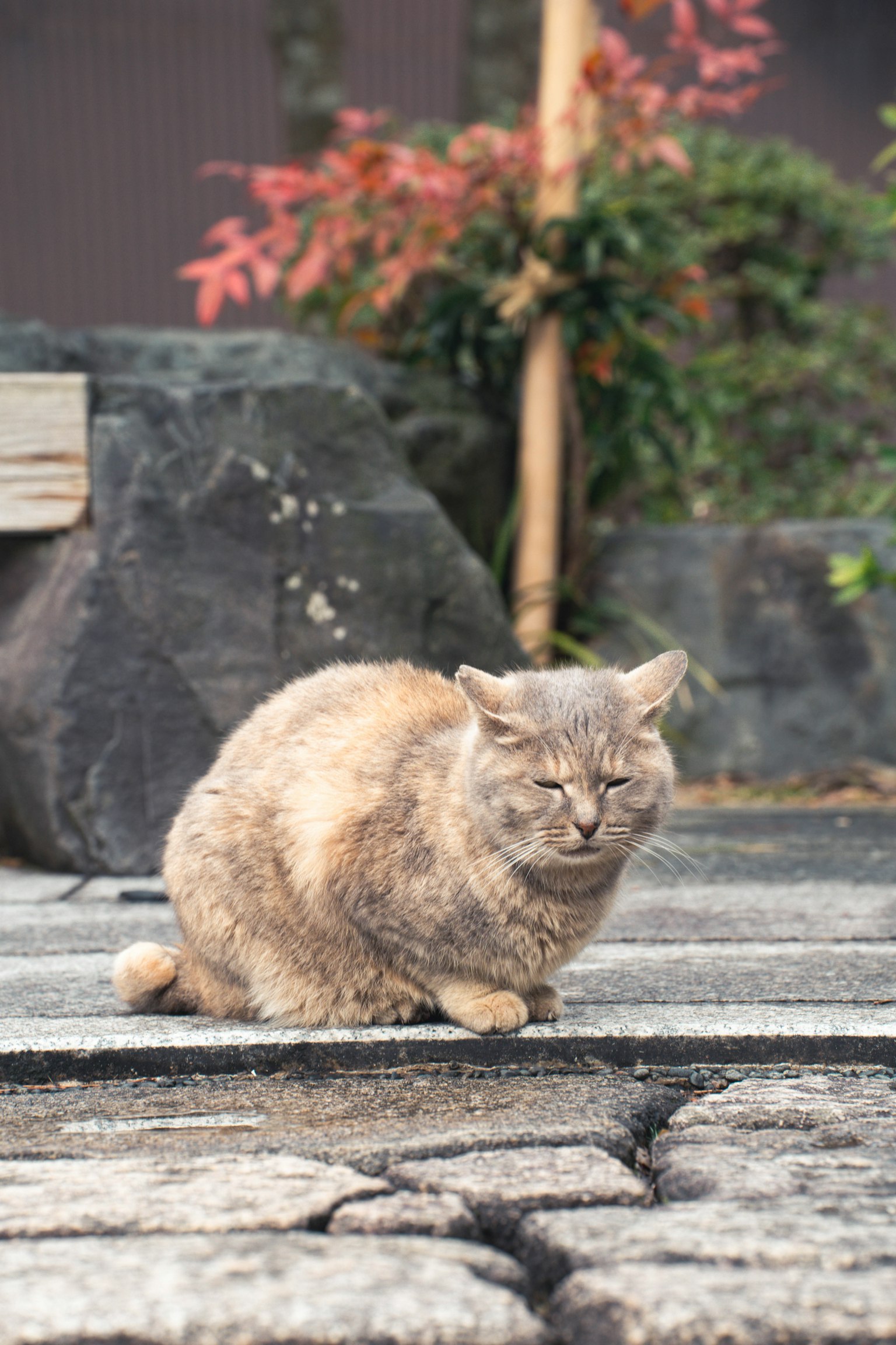 Gatto grigio seduto su un pavimento di pietra in un giardino