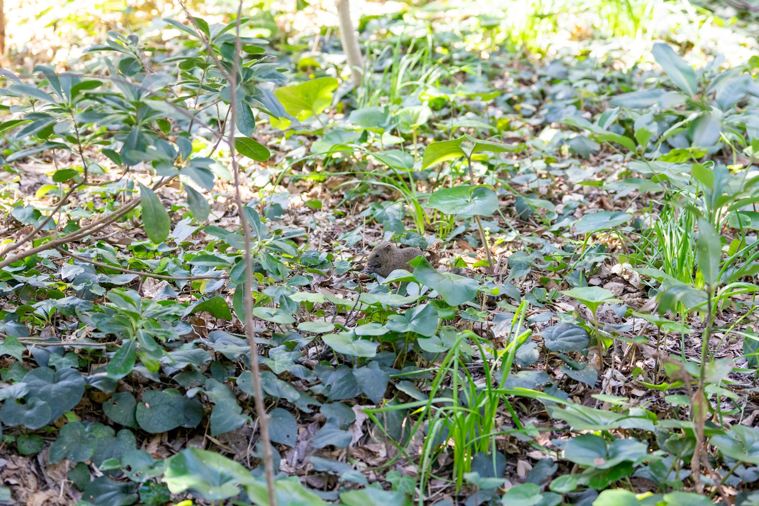 Escena natural con hojas verdes y hojas caídas bajo los árboles