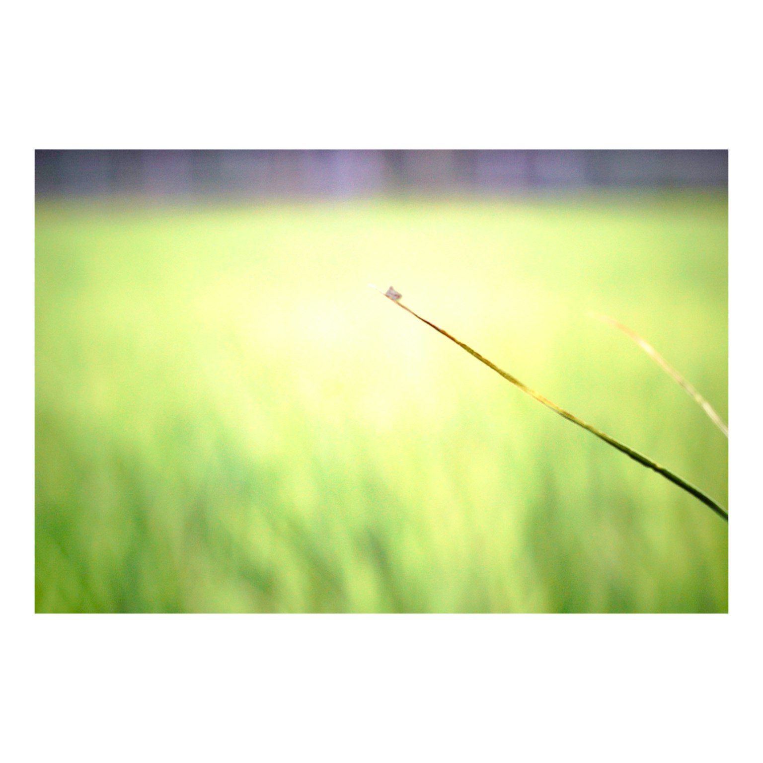 Ein schlanker Stängel steht im sanften Licht über einem grünen Feld
