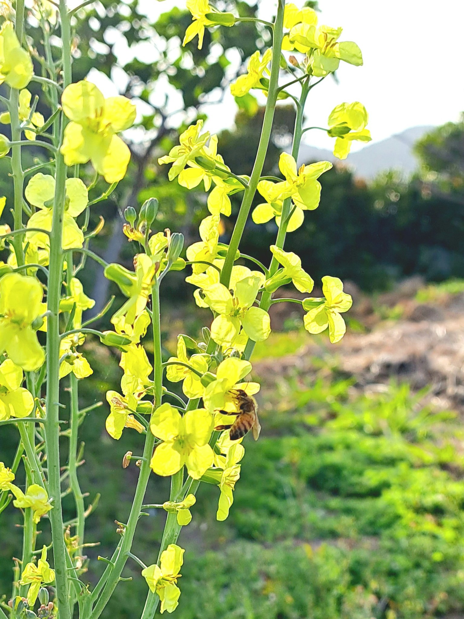 Primo piano di fiori gialli con un'ape su una pianta