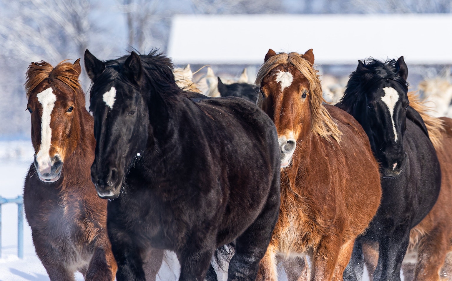 Gruppo di cavalli che camminano nella neve con manti neri e marroni