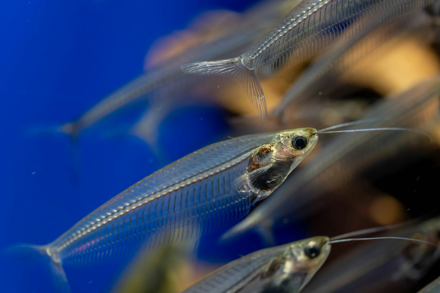 Ikan transparan berenang di akuarium biru