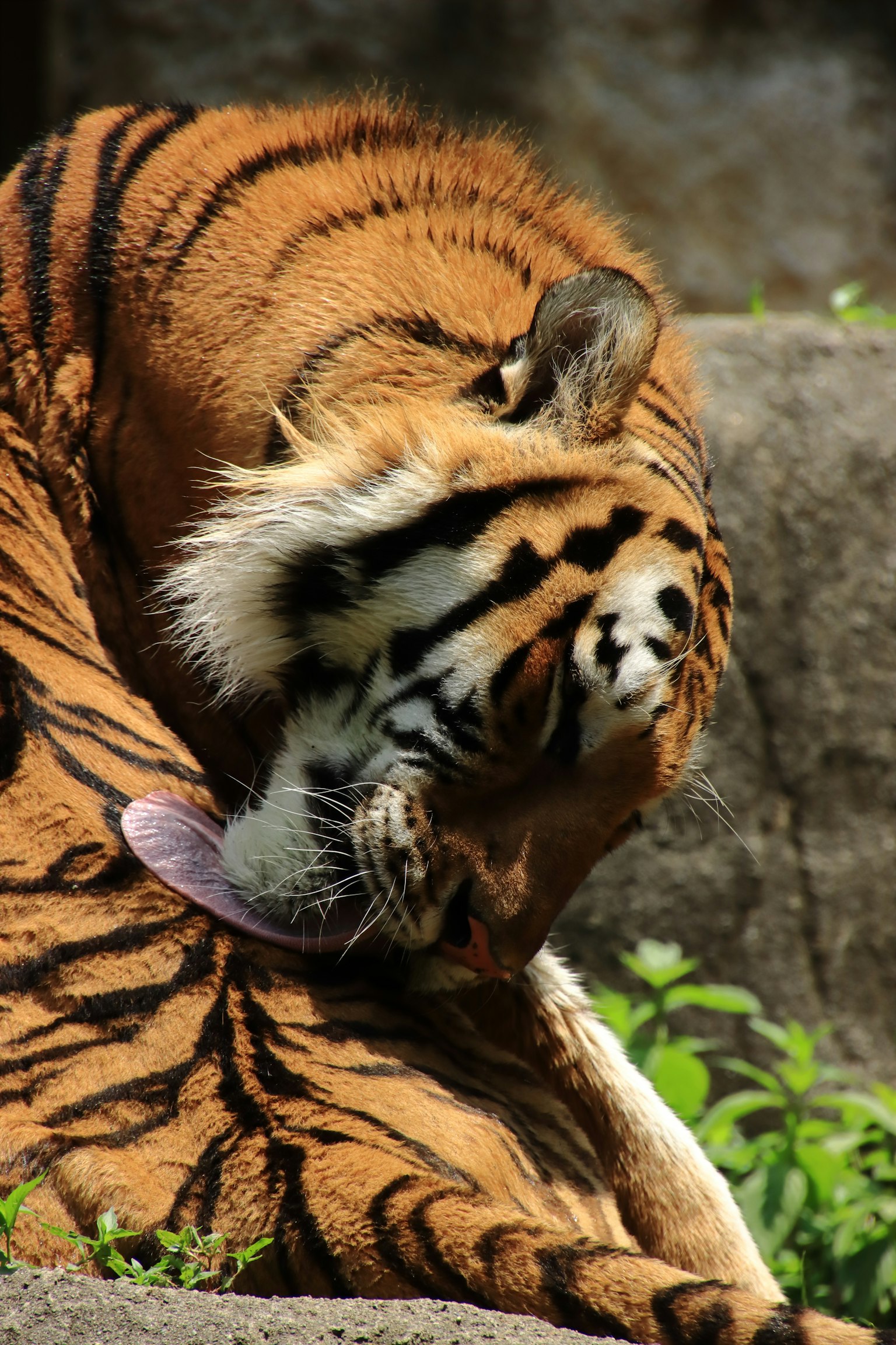 Tigre che si toeletta con la lingua
