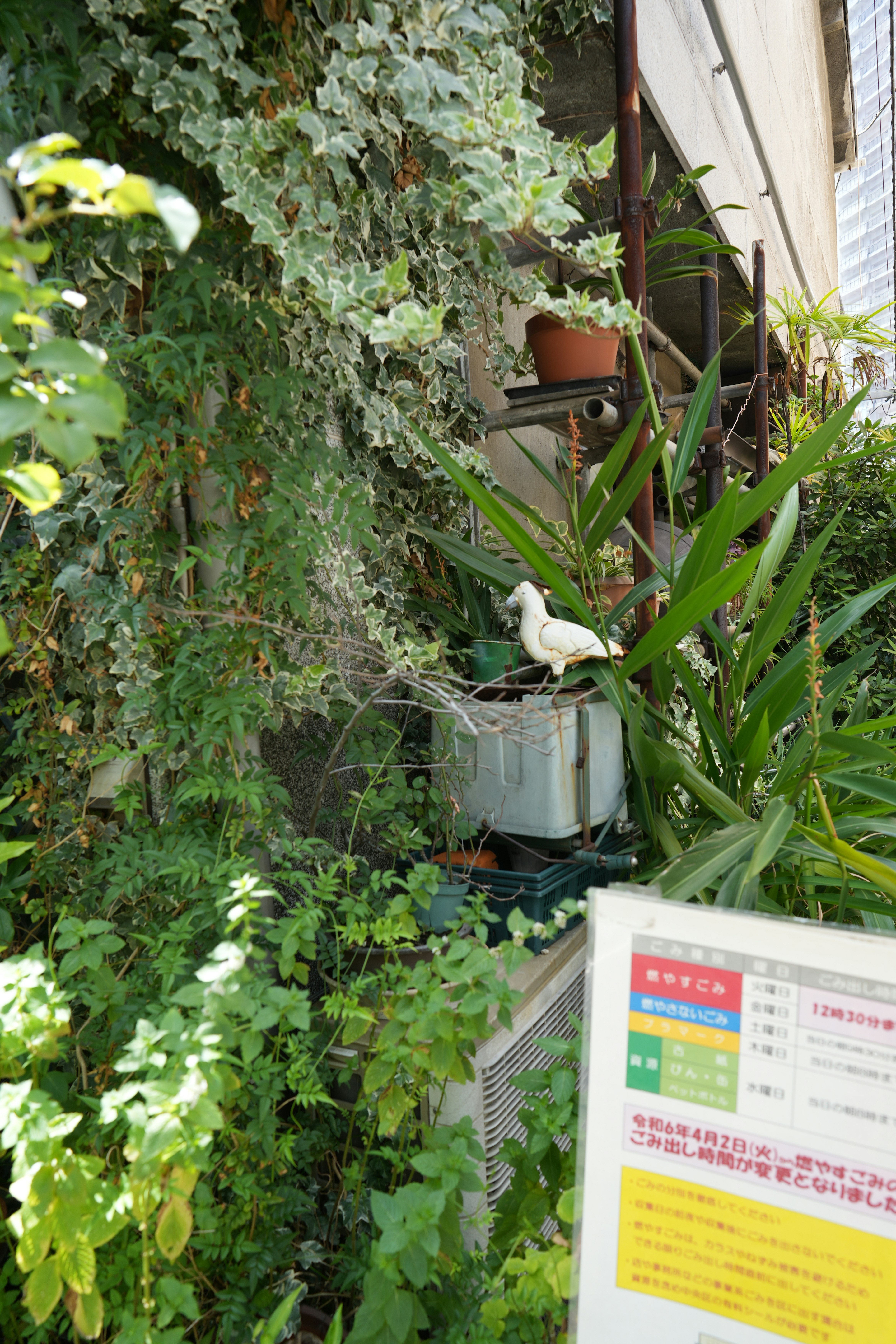 緑豊かな背景に白い鳩がいる風景 植物と看板が見える