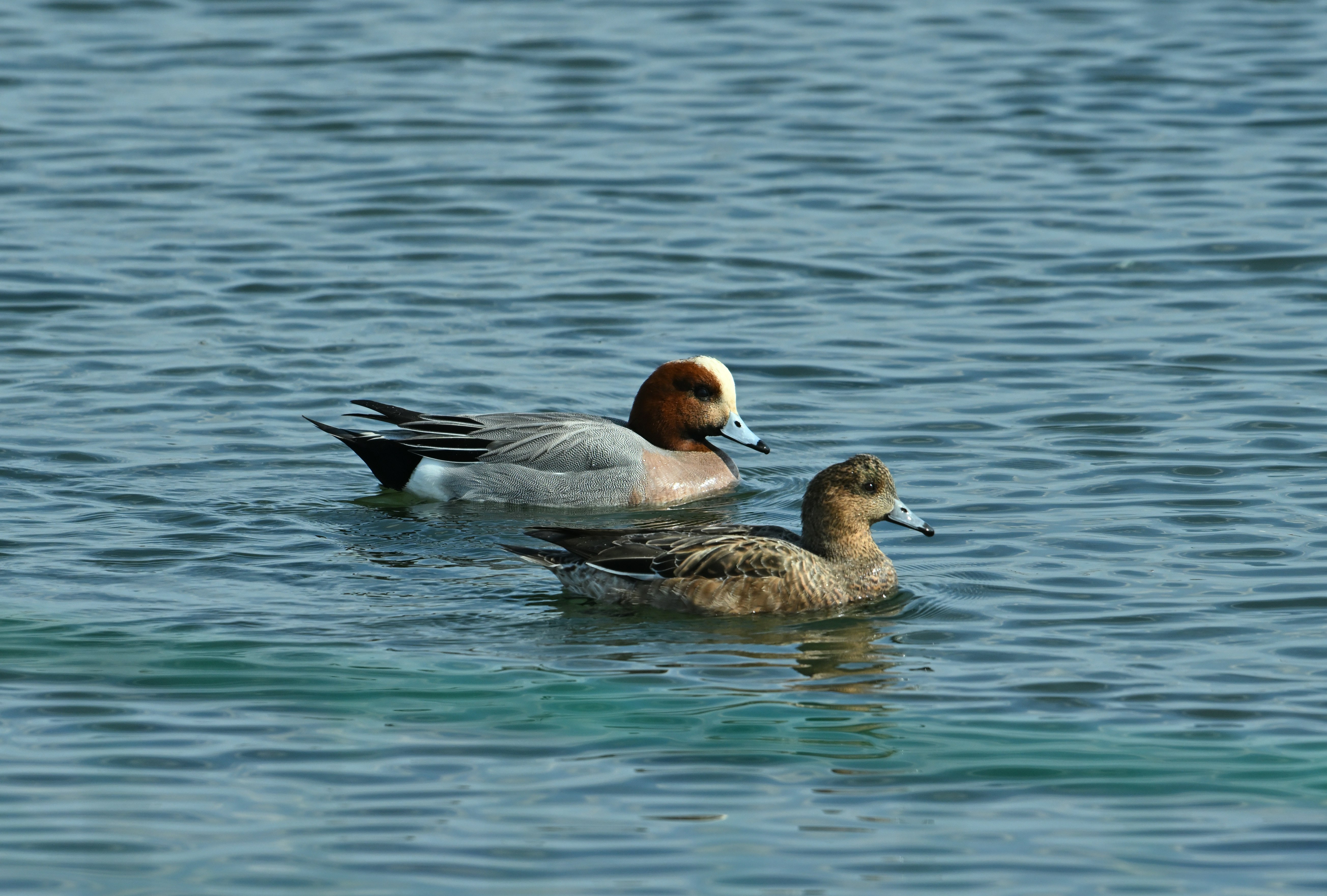 Zwei Enten schwimmen auf dem Wasser ein männlicher Pfeifente und ein weiblicher
