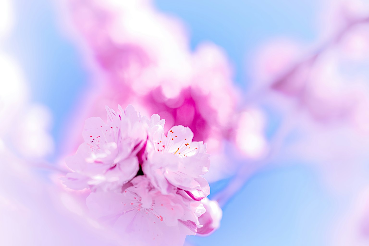 파란 하늘을 배경으로 한 섬세한 분홍색 벚꽃 클로즈업