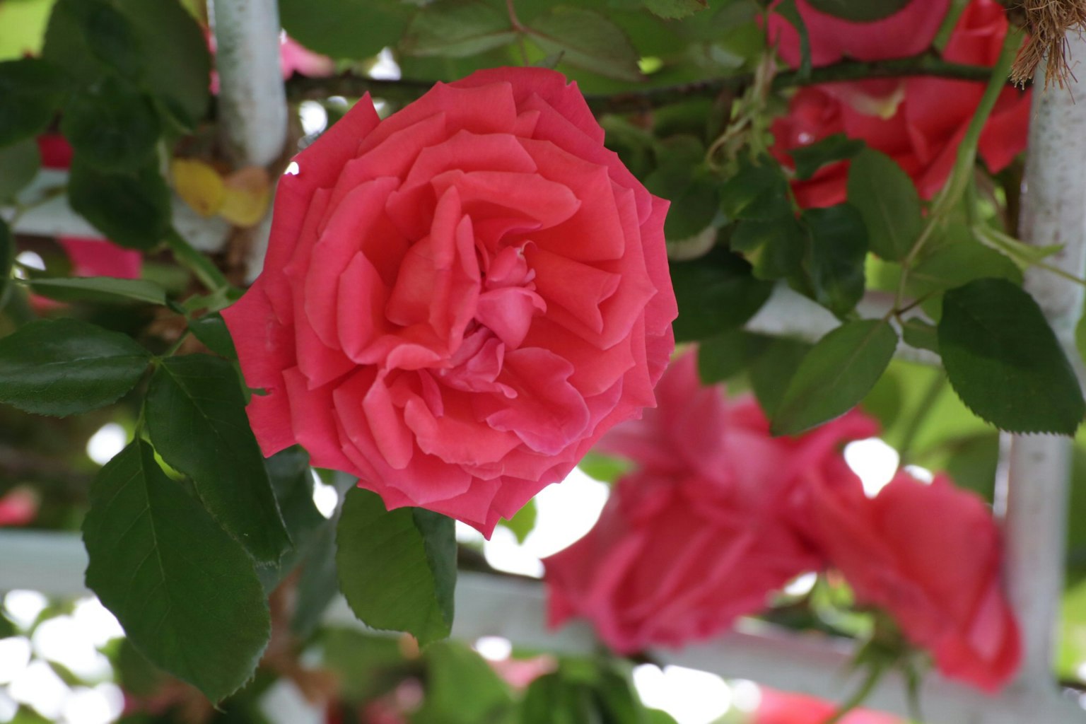 Flor de rosa rosa vibrante rodeada de hojas verdes