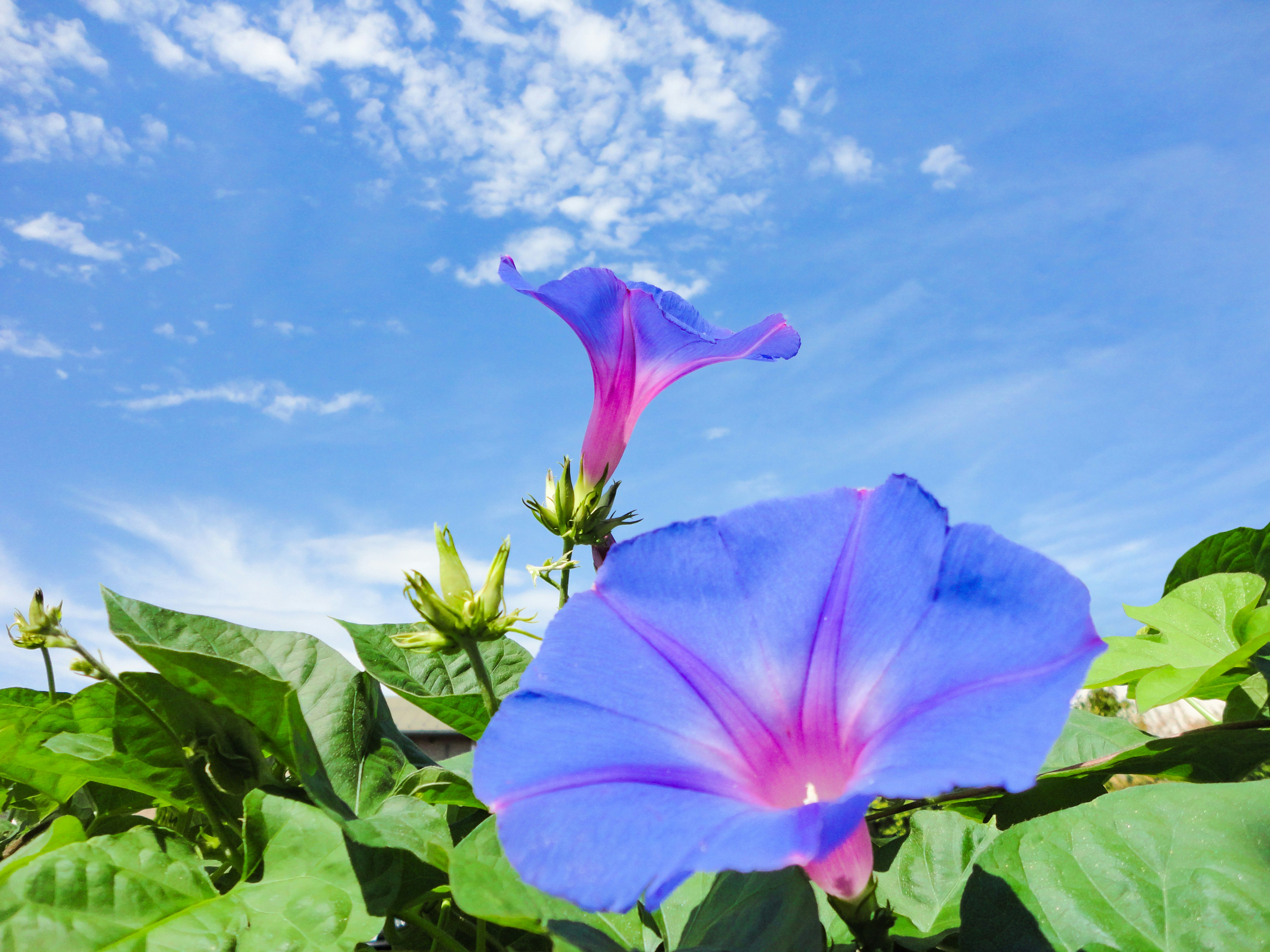 glorias de la mañana azul y moradas floreciendo en enredaderas con hojas bajo un cielo azul