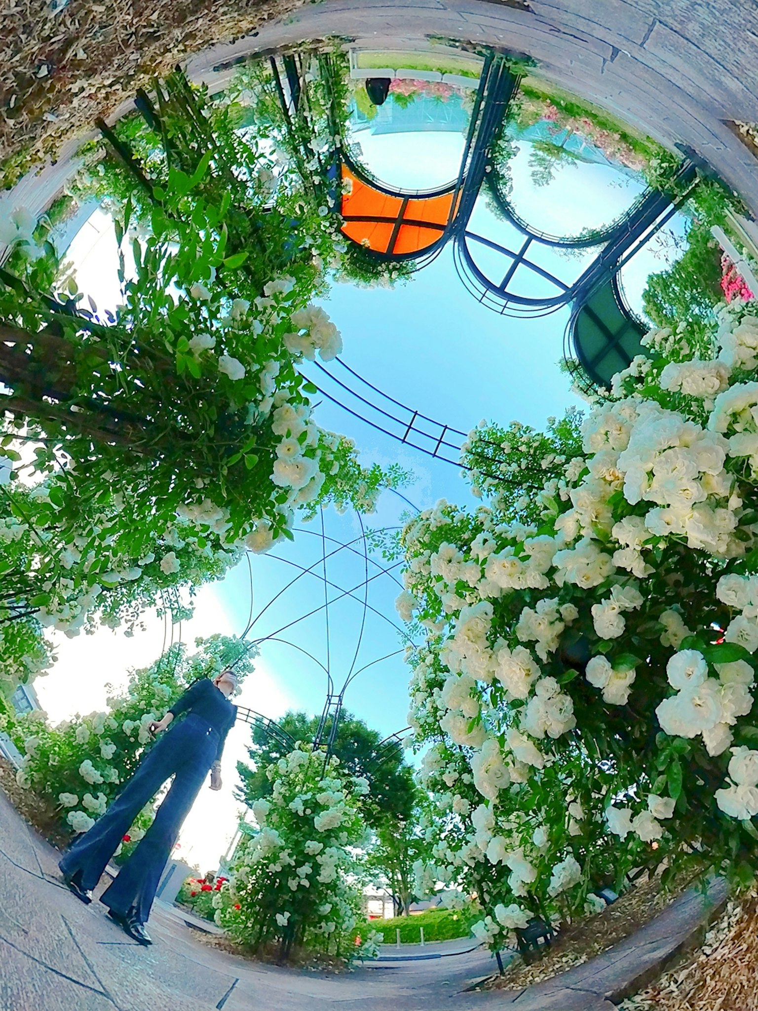 Personne debout dans un jardin circulaire entouré de fleurs blanches