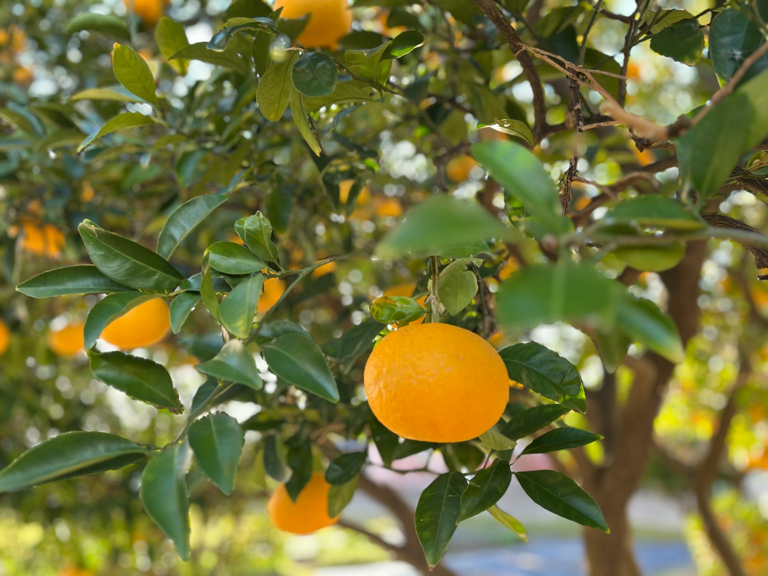 Orange fruits hanging on a green-leaved tree