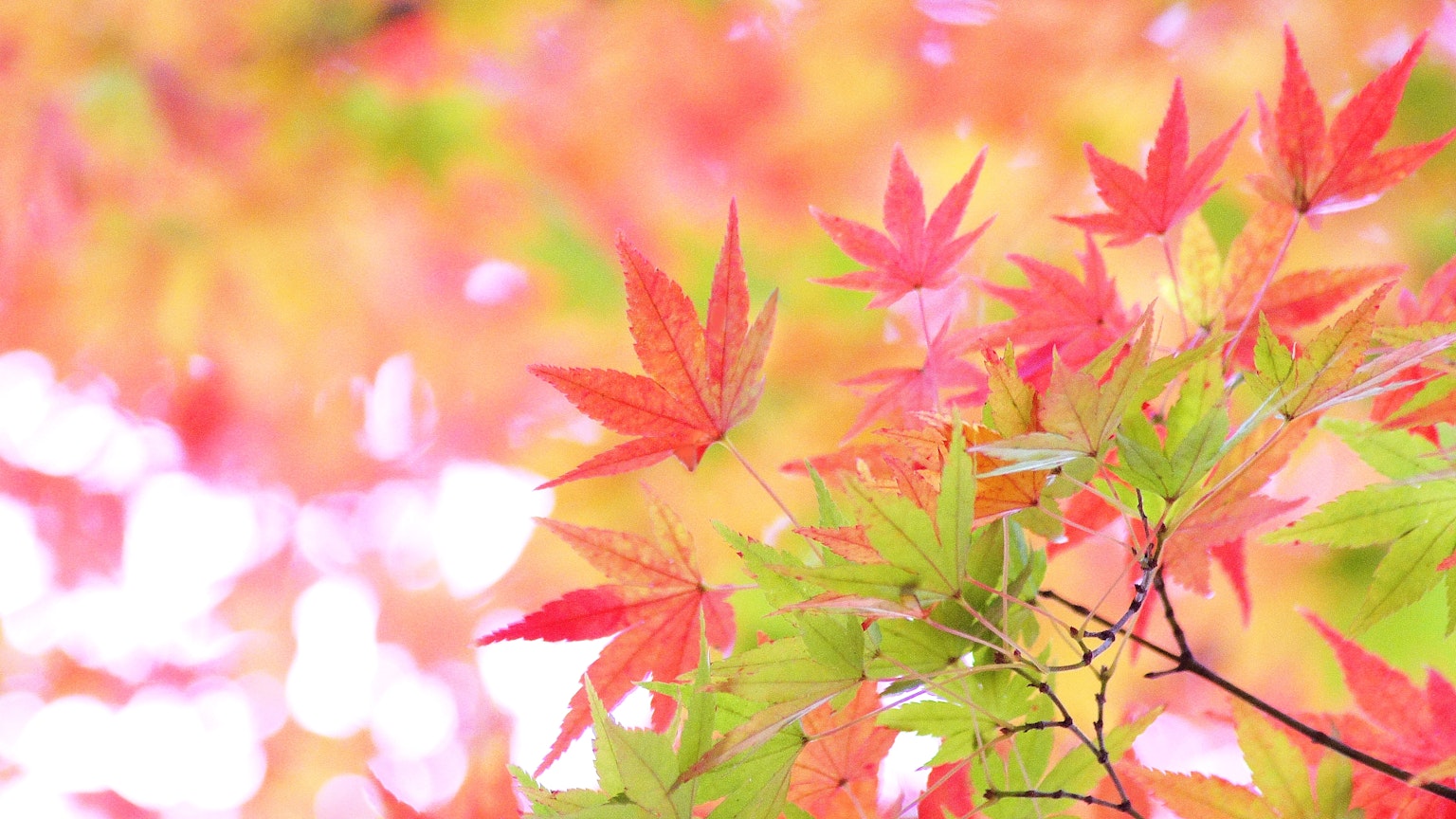 Lebendige Herbstblätter in Rot- und Orangetönen, beleuchtet von sanftem Licht