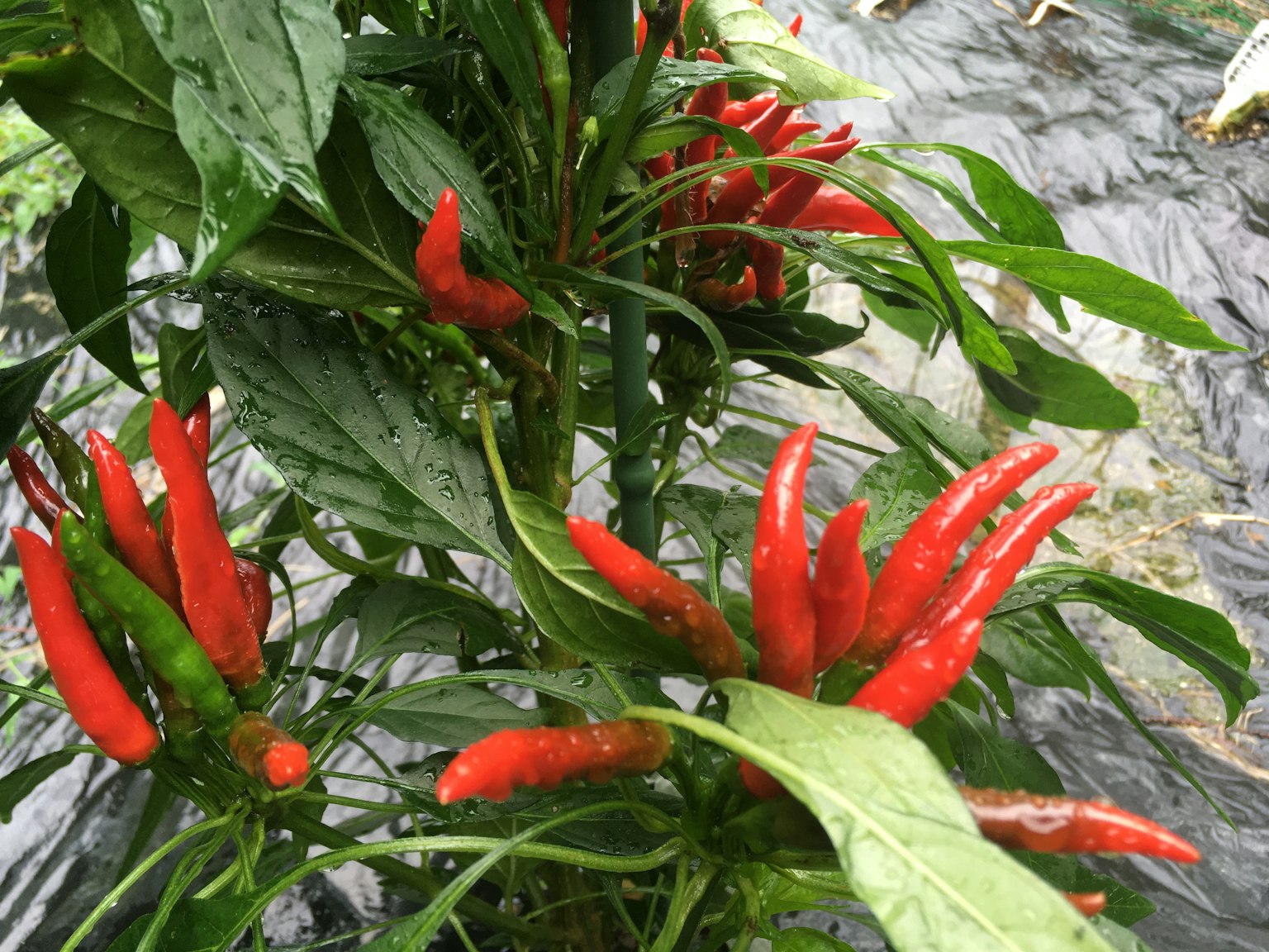 一株綠色植物上結滿鮮豔的紅辣椒