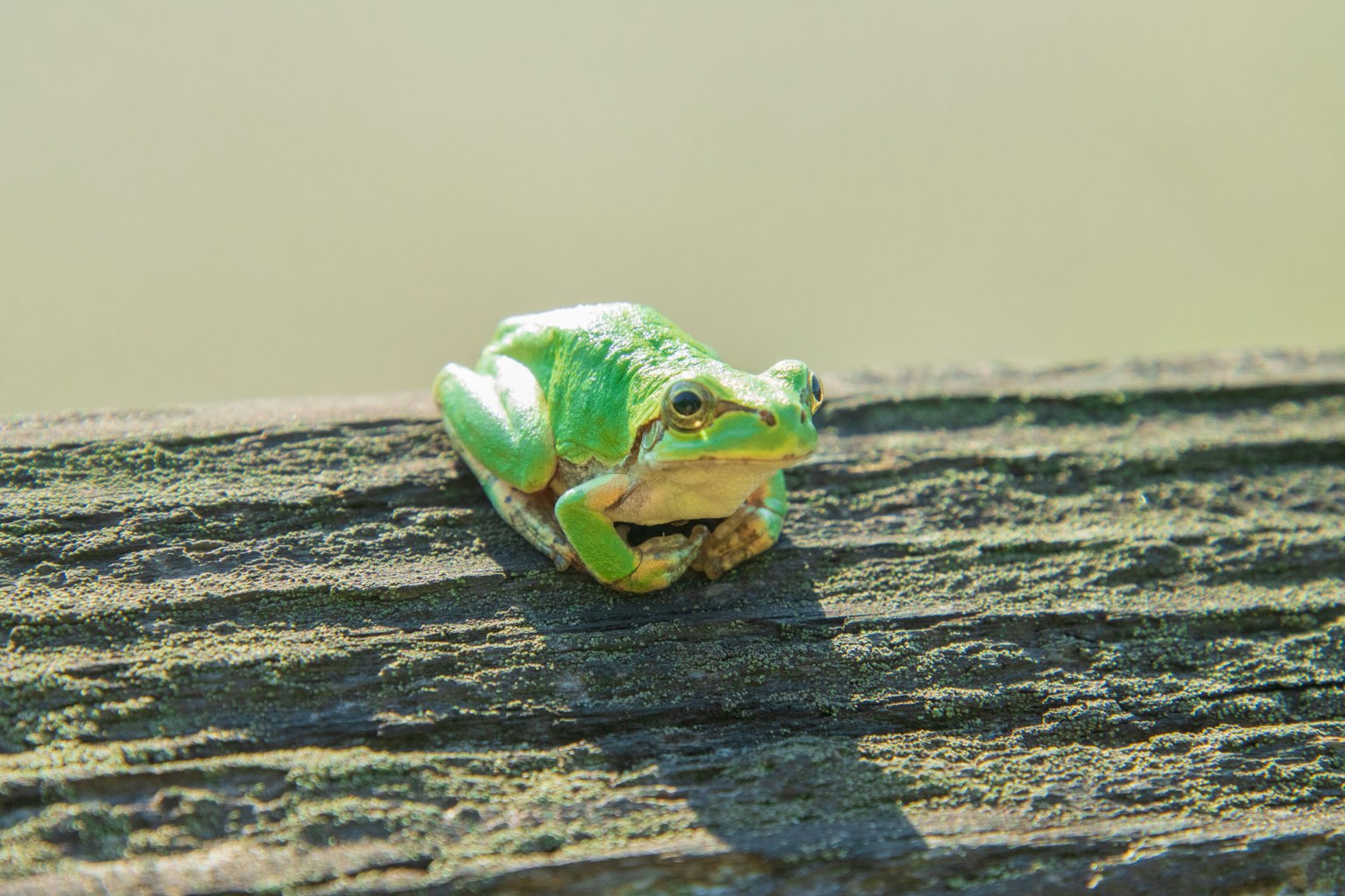 Grenouille verte assise sur une surface en bois