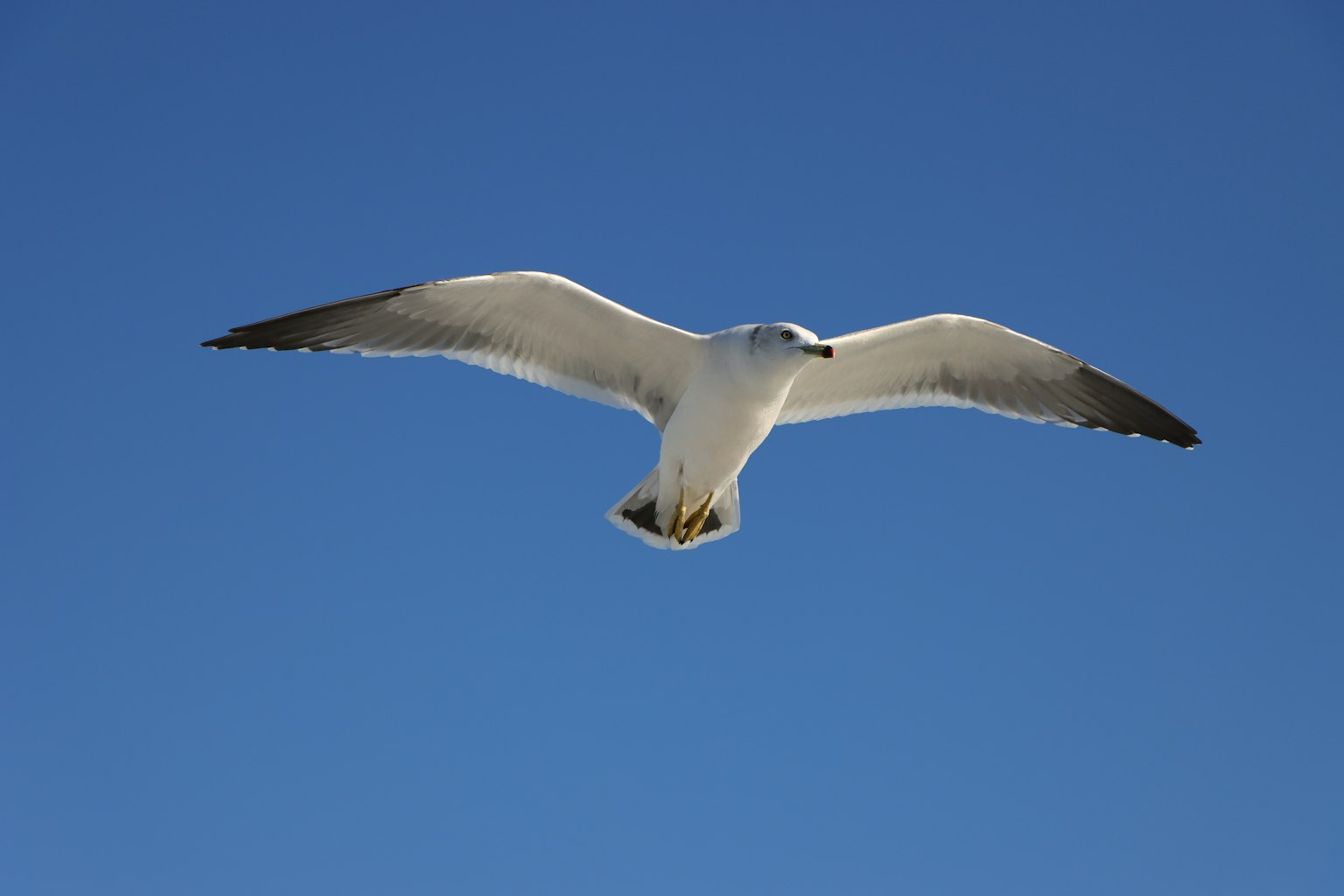 Una gaviota volando contra un cielo azul