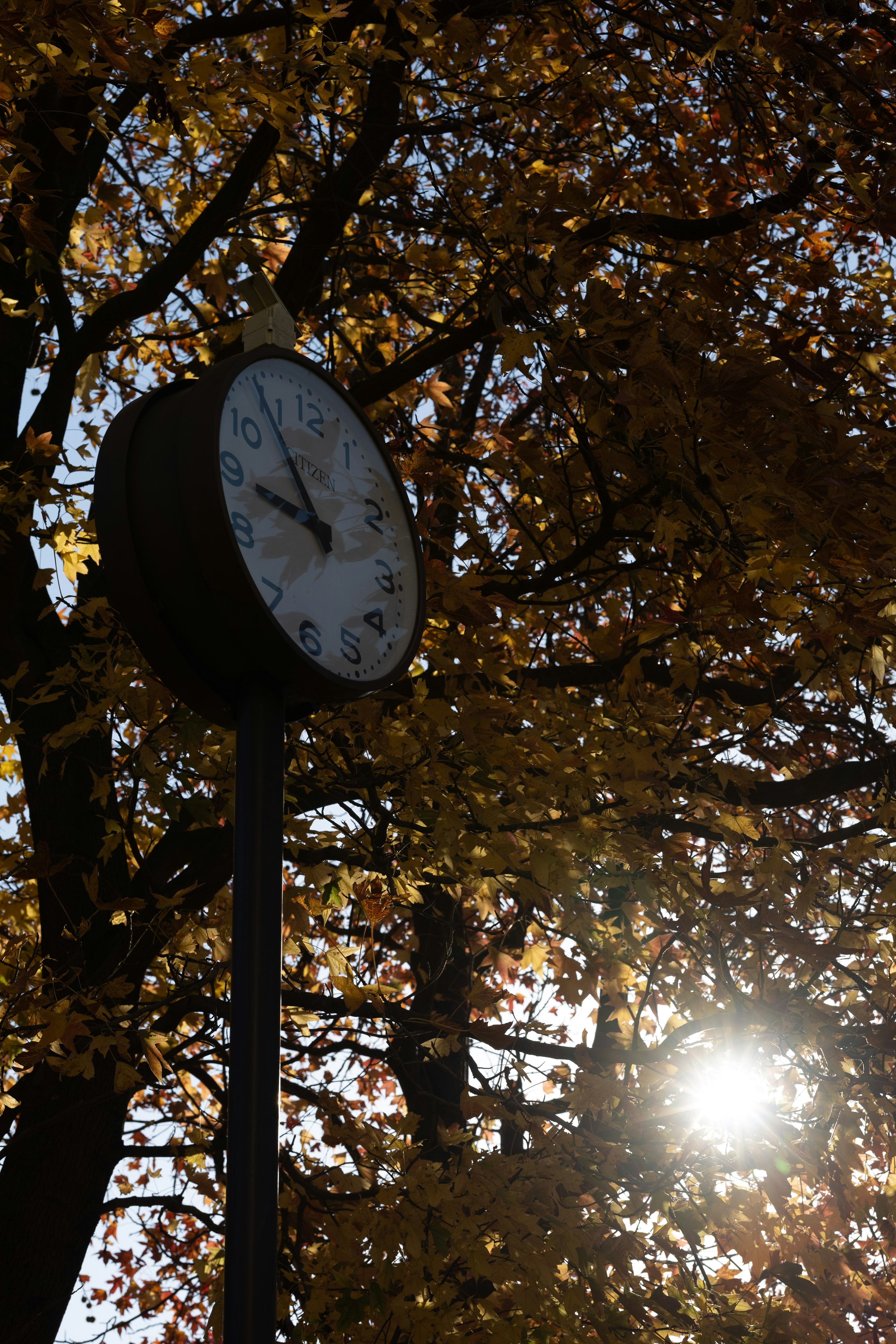 Uhr zwischen Baumzweigen mit Herbst-Sonnenuntergangslicht