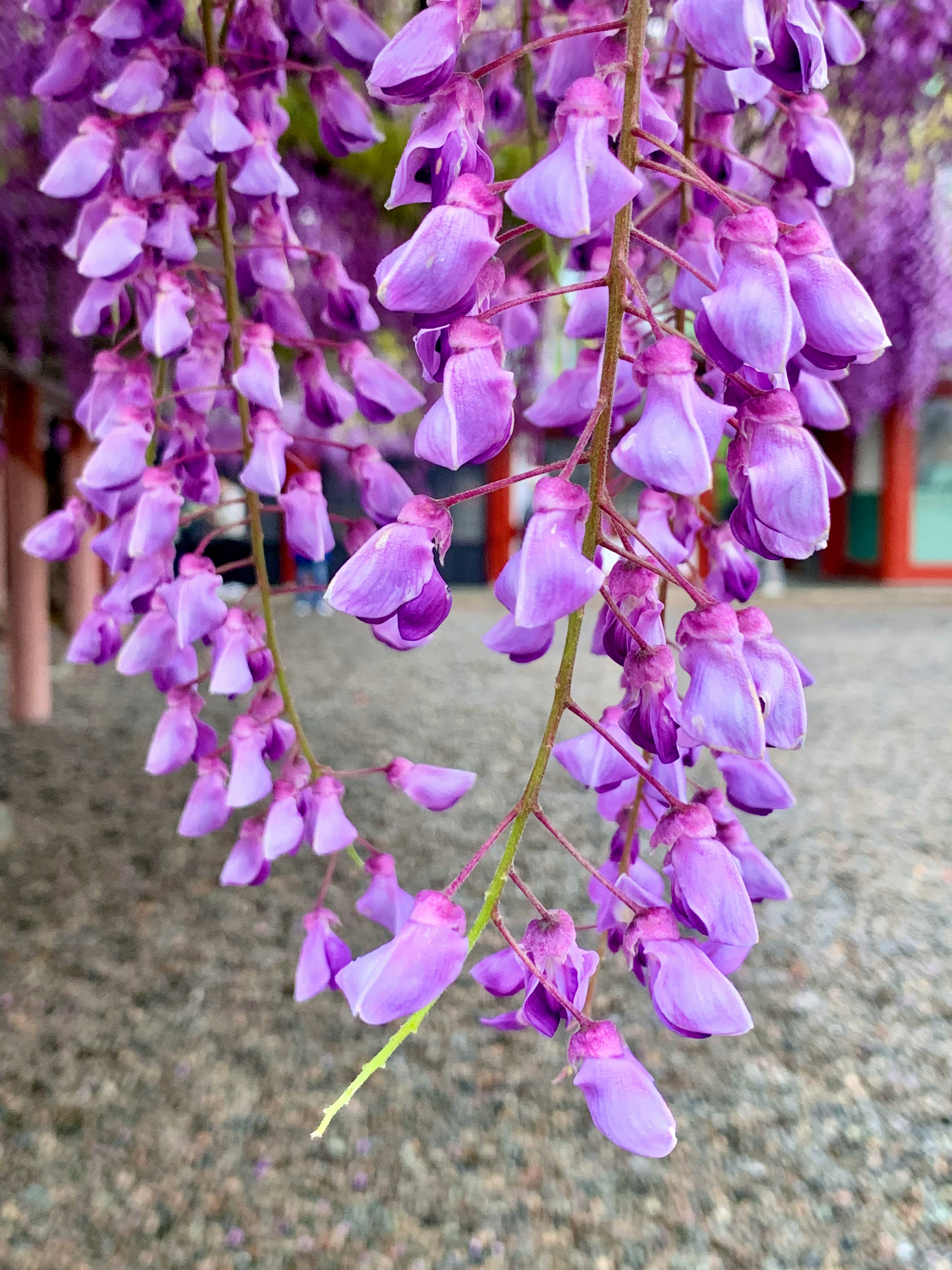 紫色紫藤花下垂的庭院景
