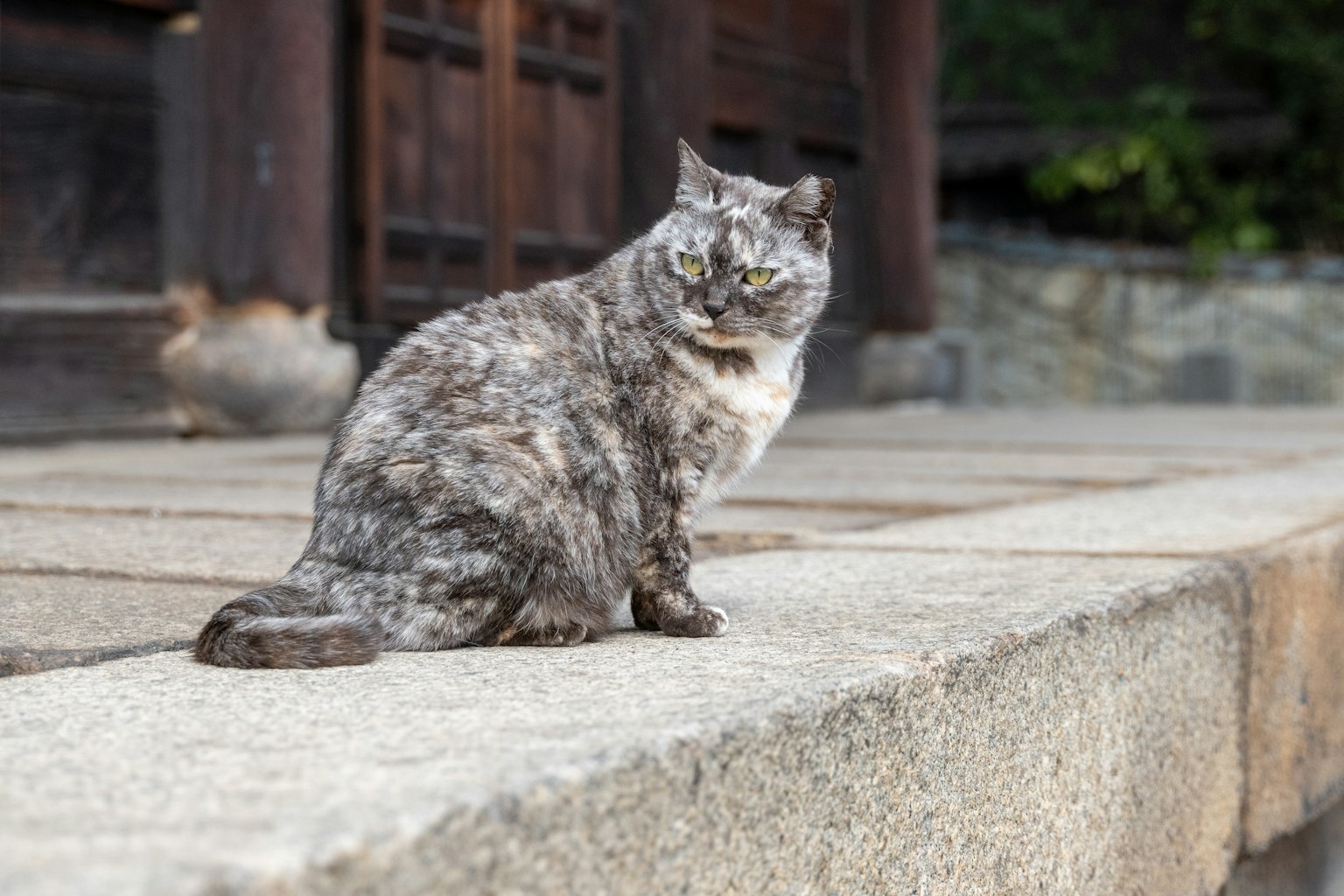 ํ์ ๊ณ ์์ด๊ฐ ๋ ํฌ์ฅ ์์ ์์ ์๋ค