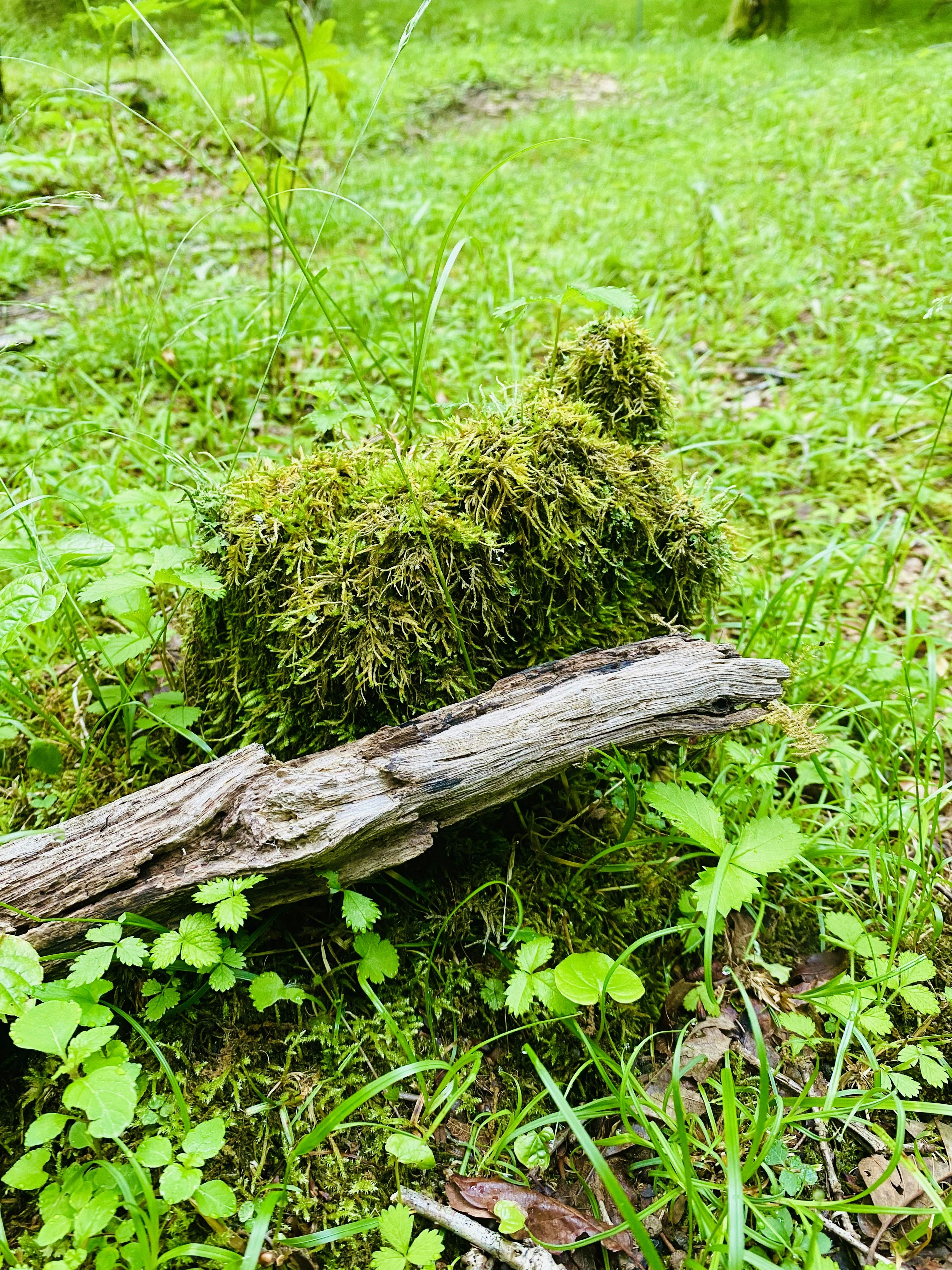 moss-covered branch lying in green grass