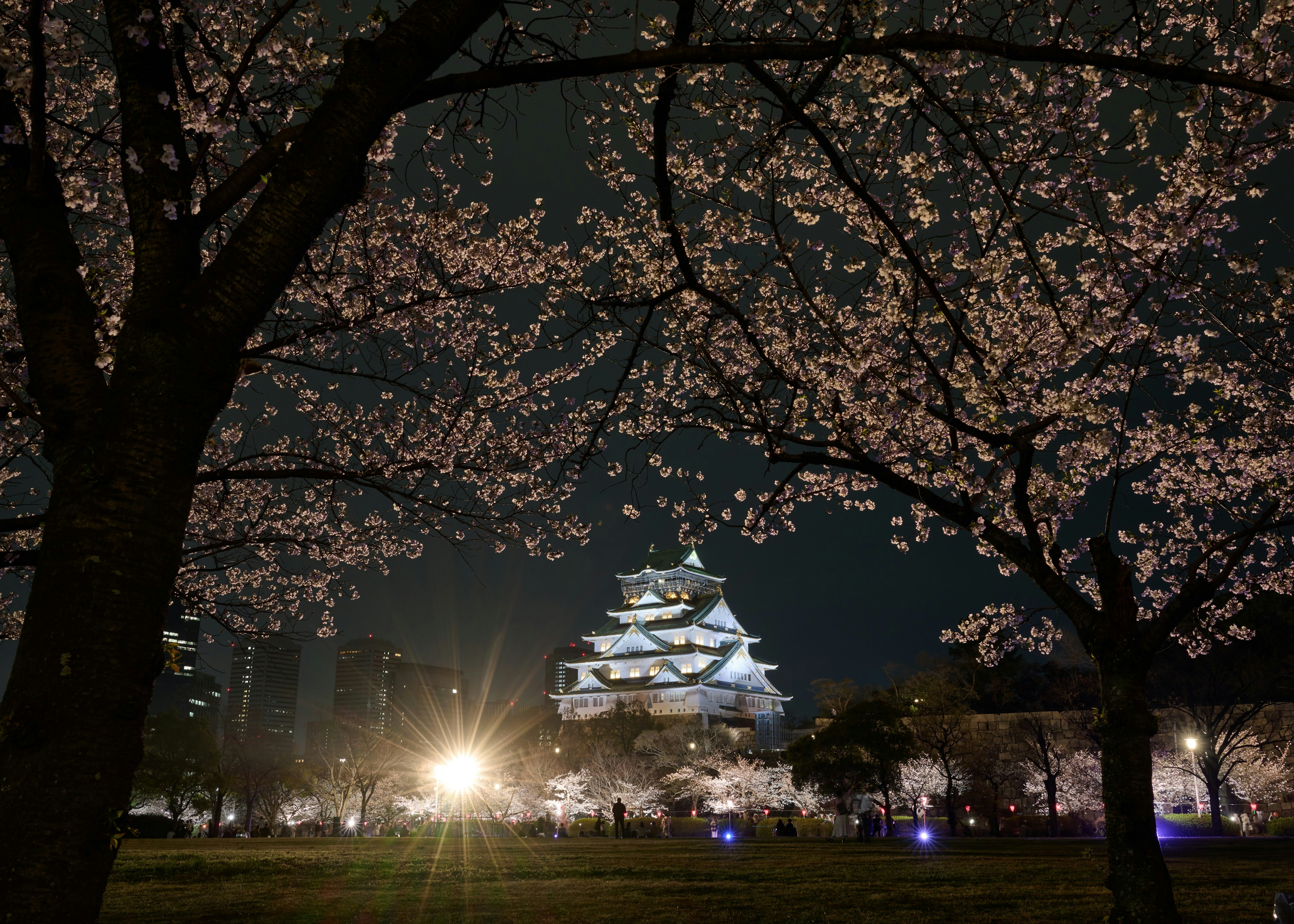 夜桜の下に浮かぶ城郭のライトアップ