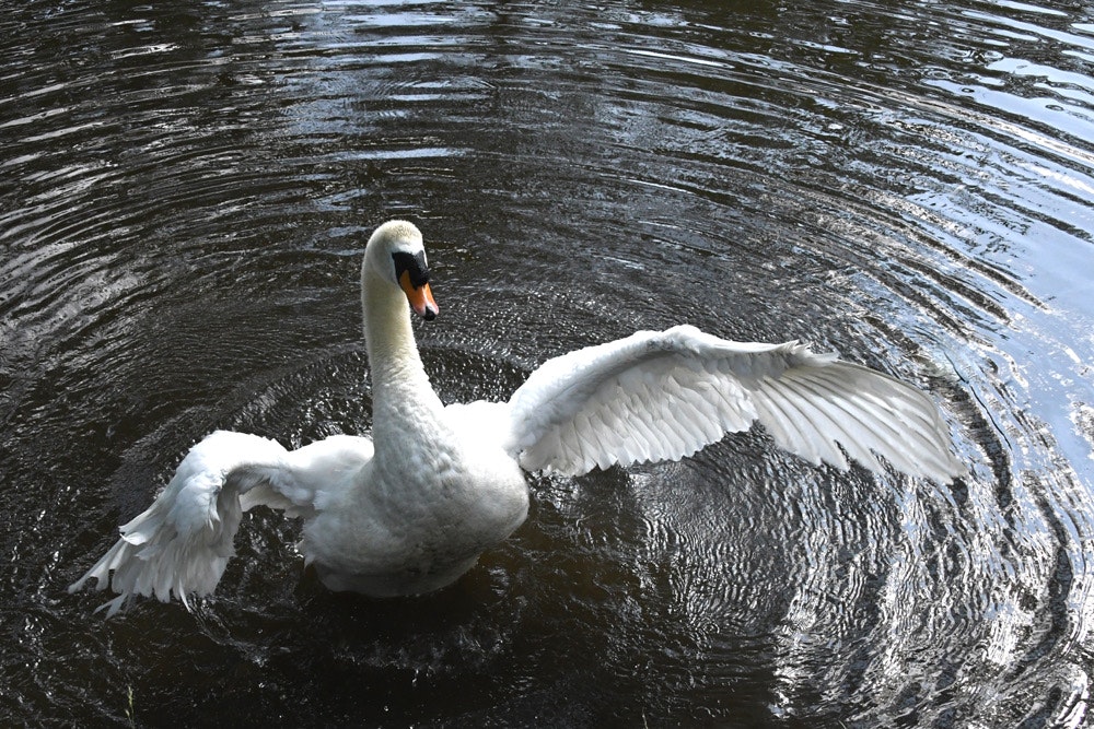 水面を泳ぐ白鳥