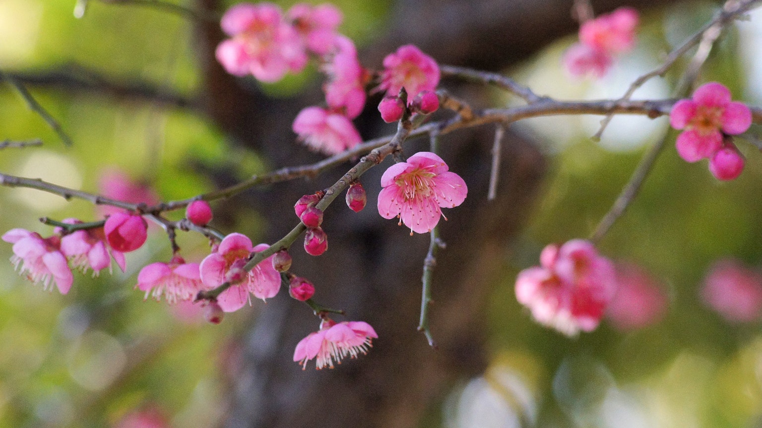 Close-up of cherry blossom flowers on a branch